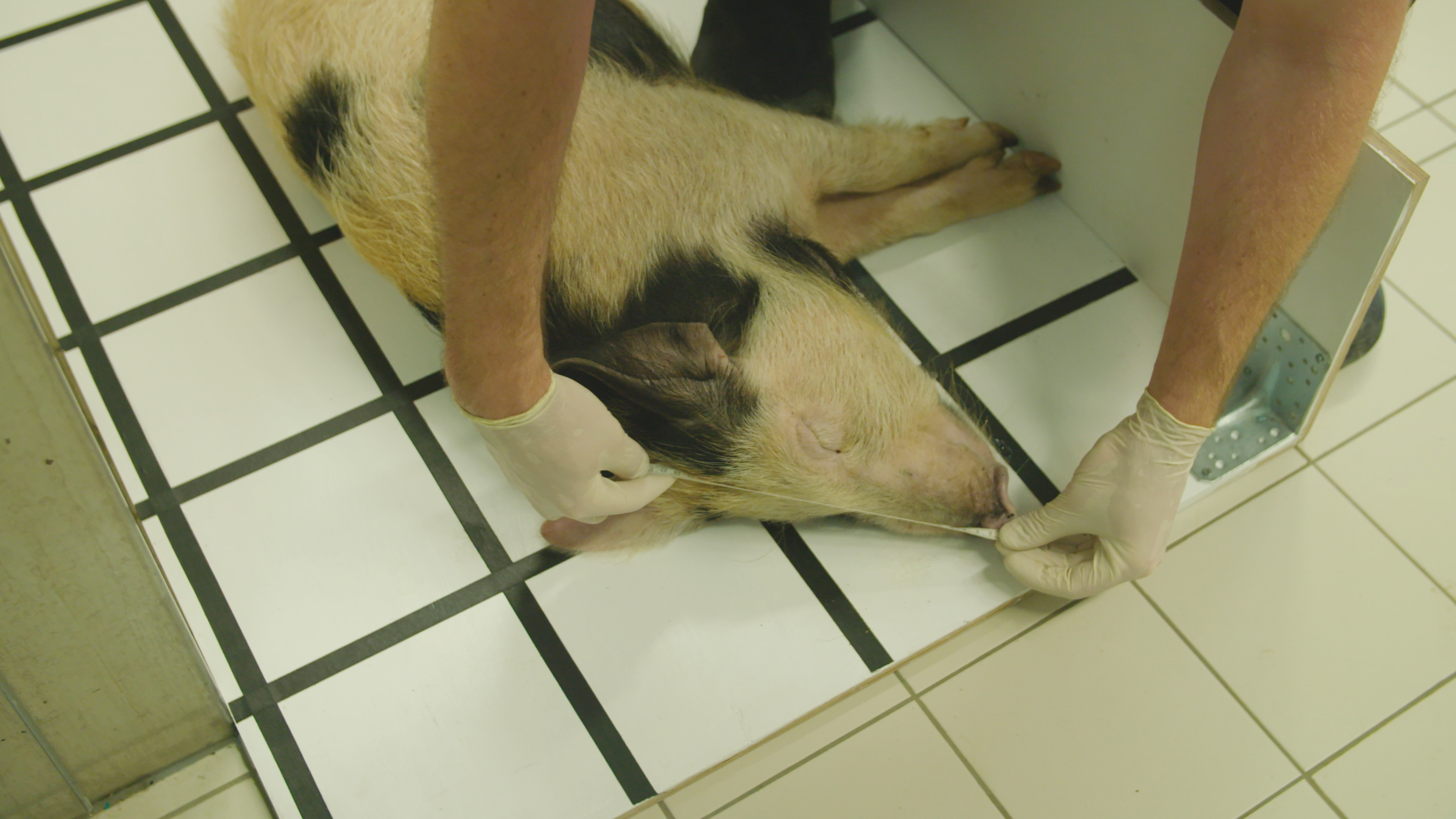 Gloved hands measuring an unconscious pig's head on the floor.