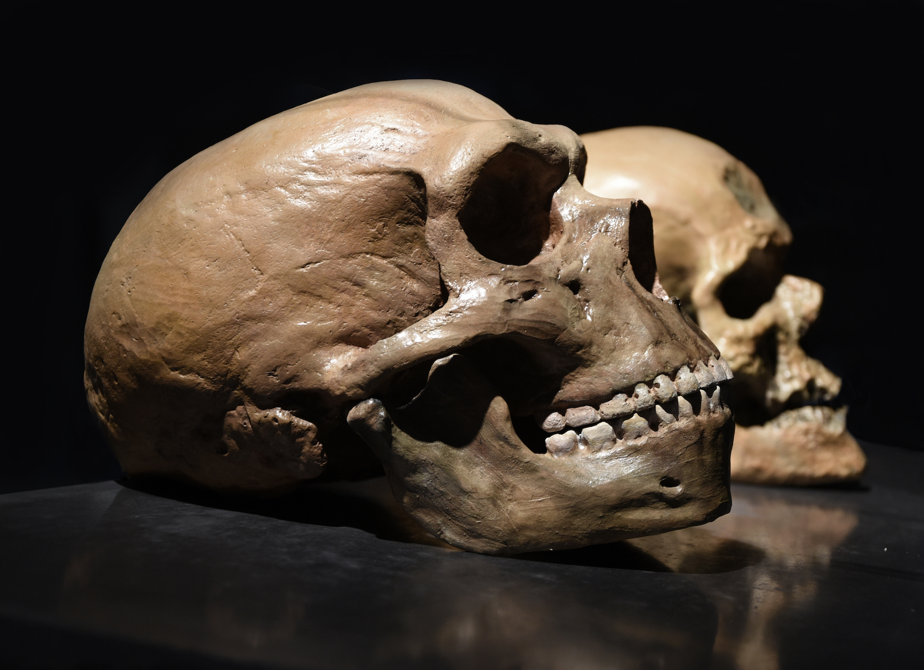 Neanderthal skull in front of a human skull. The two have distinct differences in the brow and chin areas.