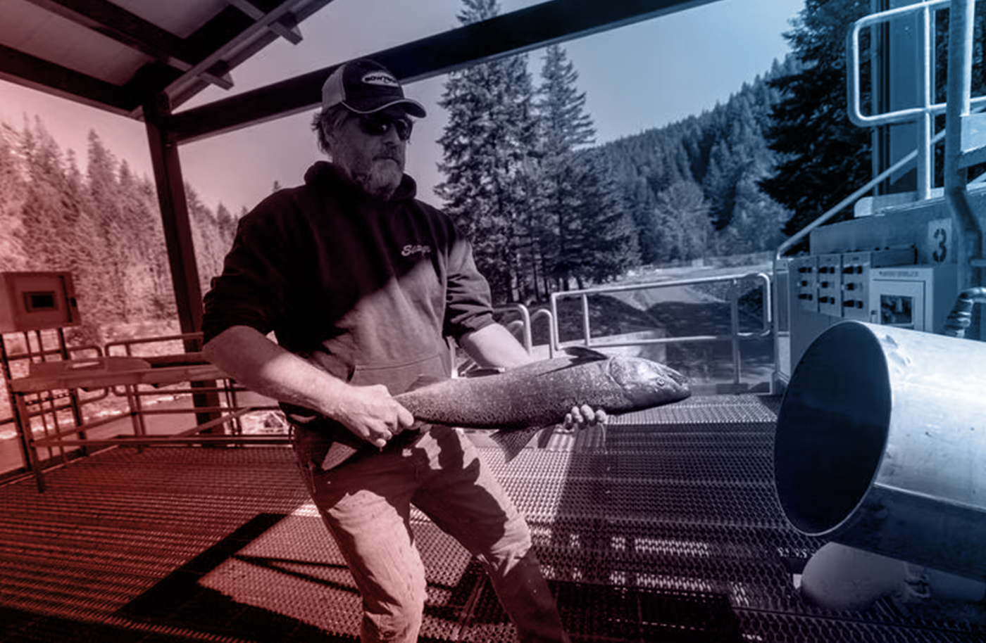 How To Save Oregon's Salmon? Maybe With A Giant Vacuum. - Vimarsana News