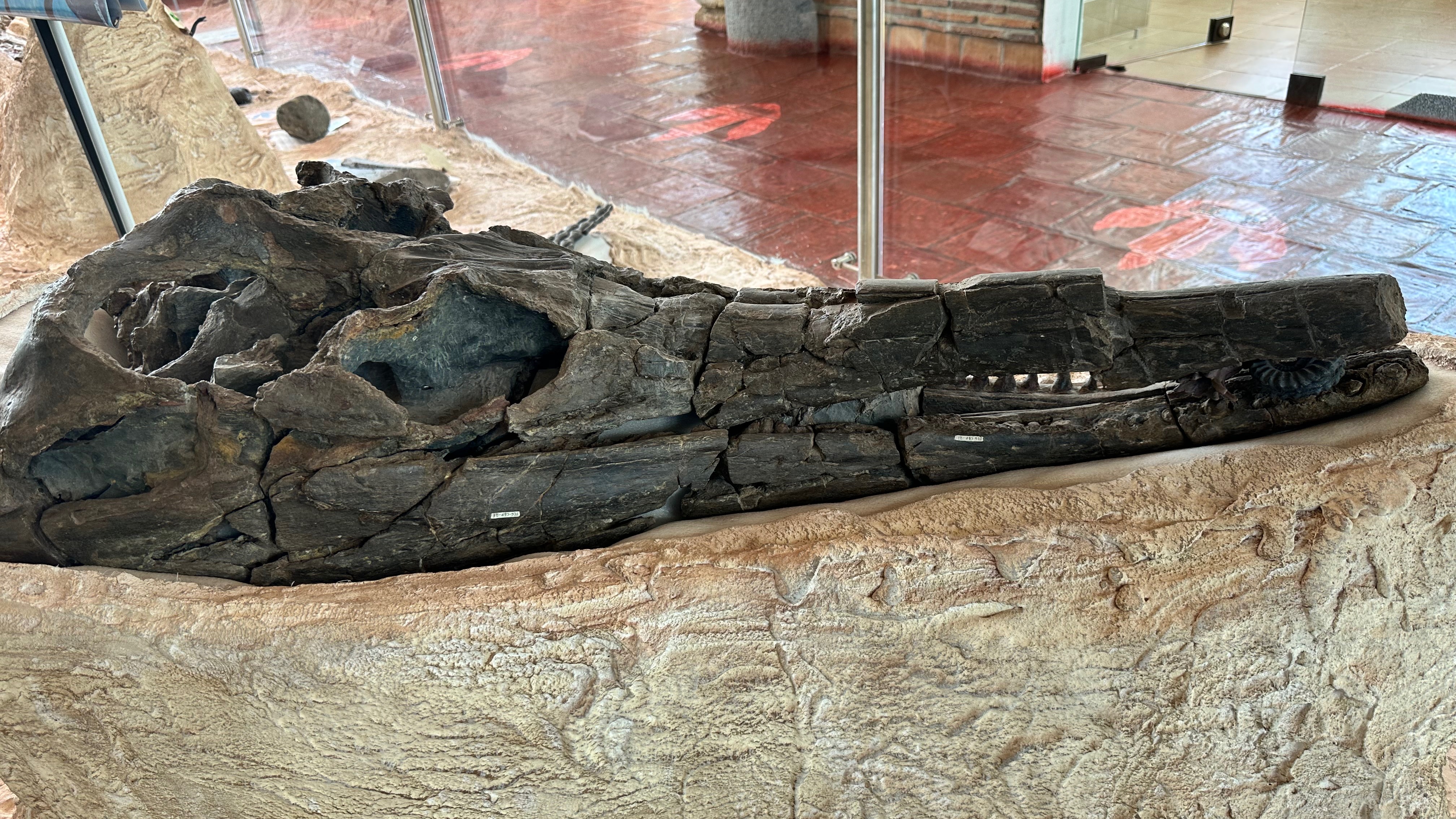 El cráneo negro fosilizado que parece la cabeza de un lagarto, encima de una piedra blanca en un museo.