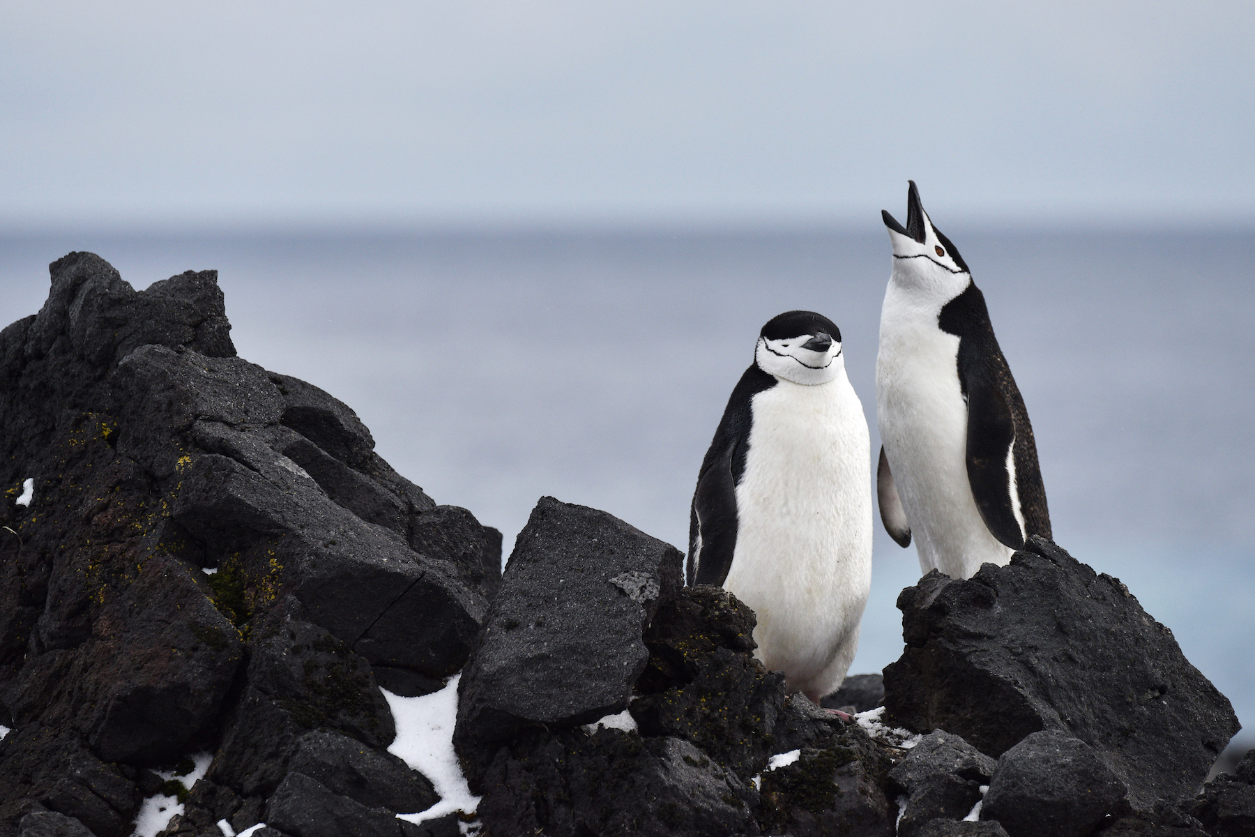 Two penguins on black rocks; left penguin is standing at rest and right penguin is calling.