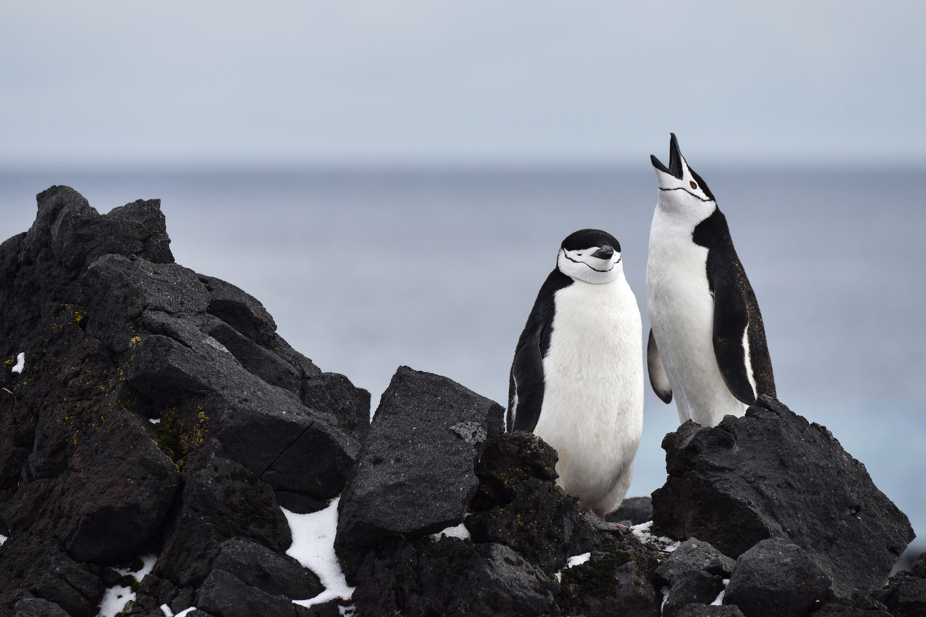 These Penguins Are Masters Of Microsleeping