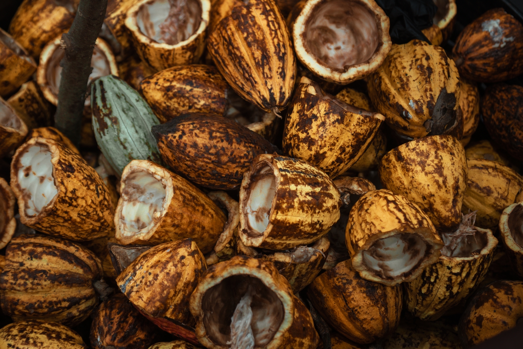 Cocoa husks with seeds removed.