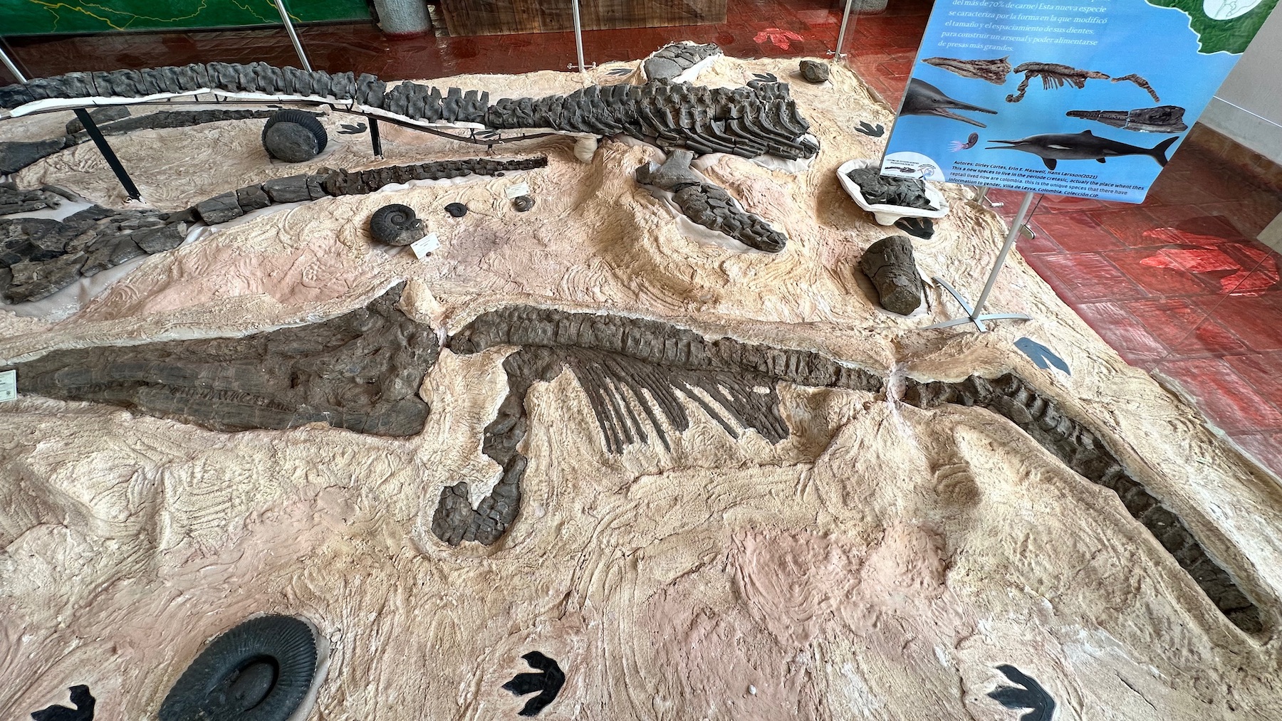 Una exhibición de museo que muestra varios huesos fosilizados negros en forma de un reptíl prehistórico contra una piedra blanca.