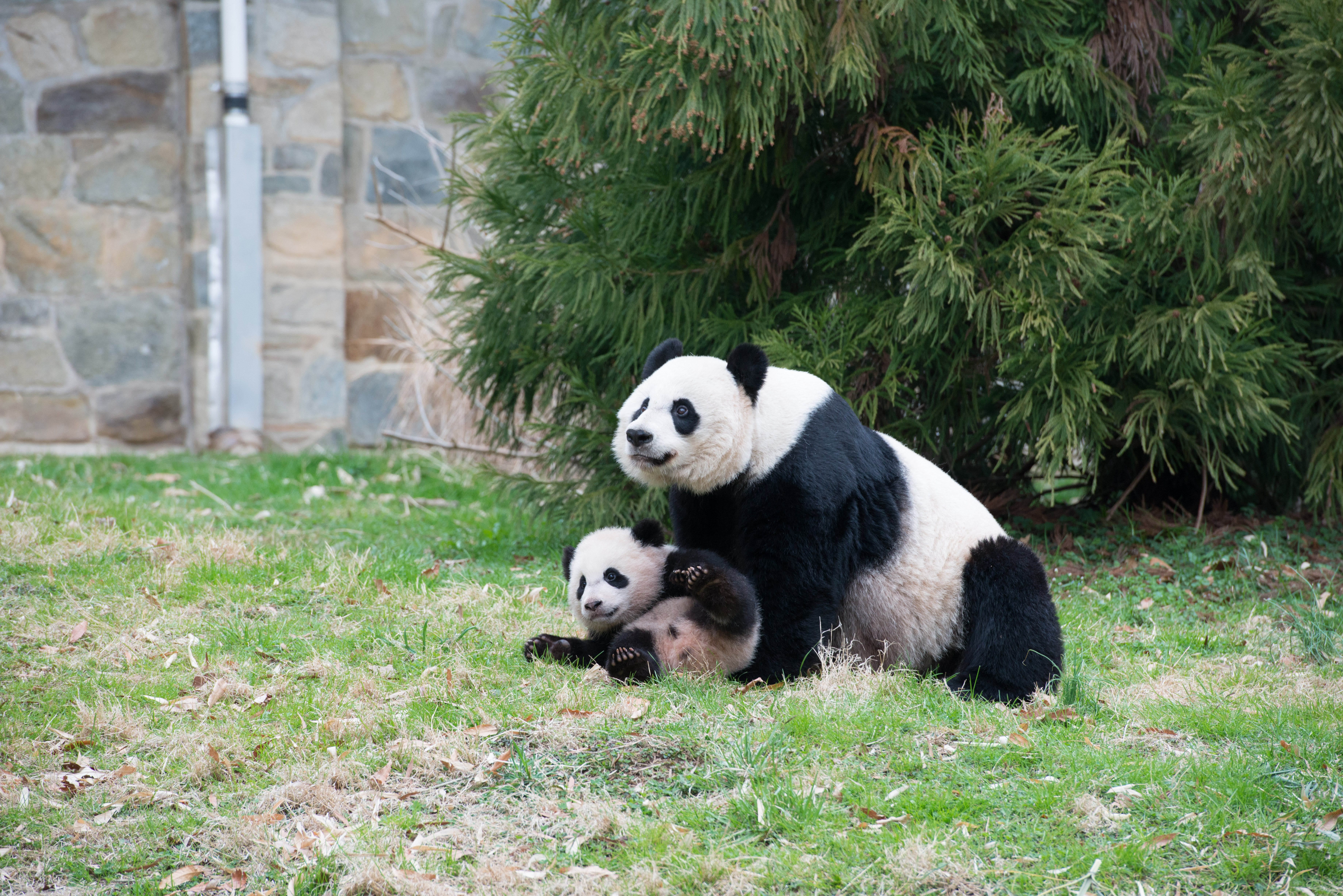 An adult panda sits in the grass with a cub about 1/3 her size by her feet. The cub is rolling on its back playfully.