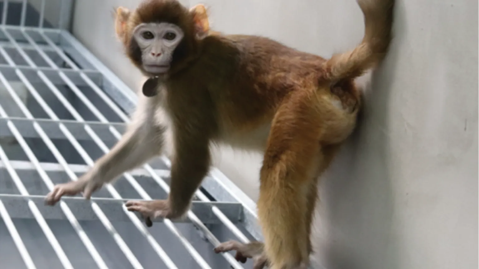 Rhesus monkey on bars in a large enclosure
