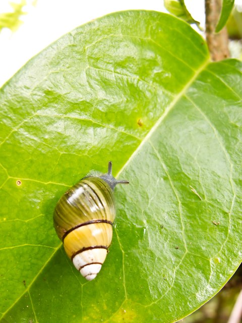 A snail with a conical swirly shell the color of a gradient from white to yellow to green.