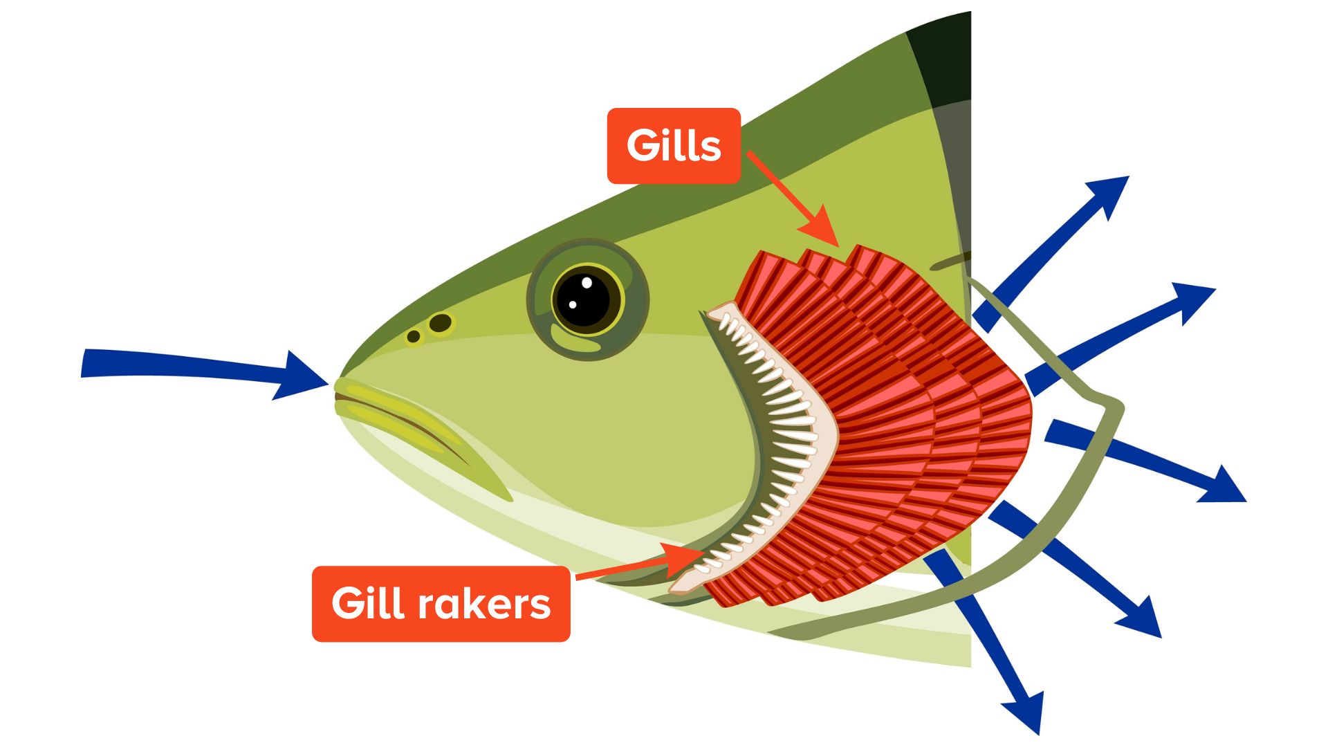 Green fish head with gills in red and gill rakers isolated in white. Blue arrows show the movement of water from the mouth through the gills.