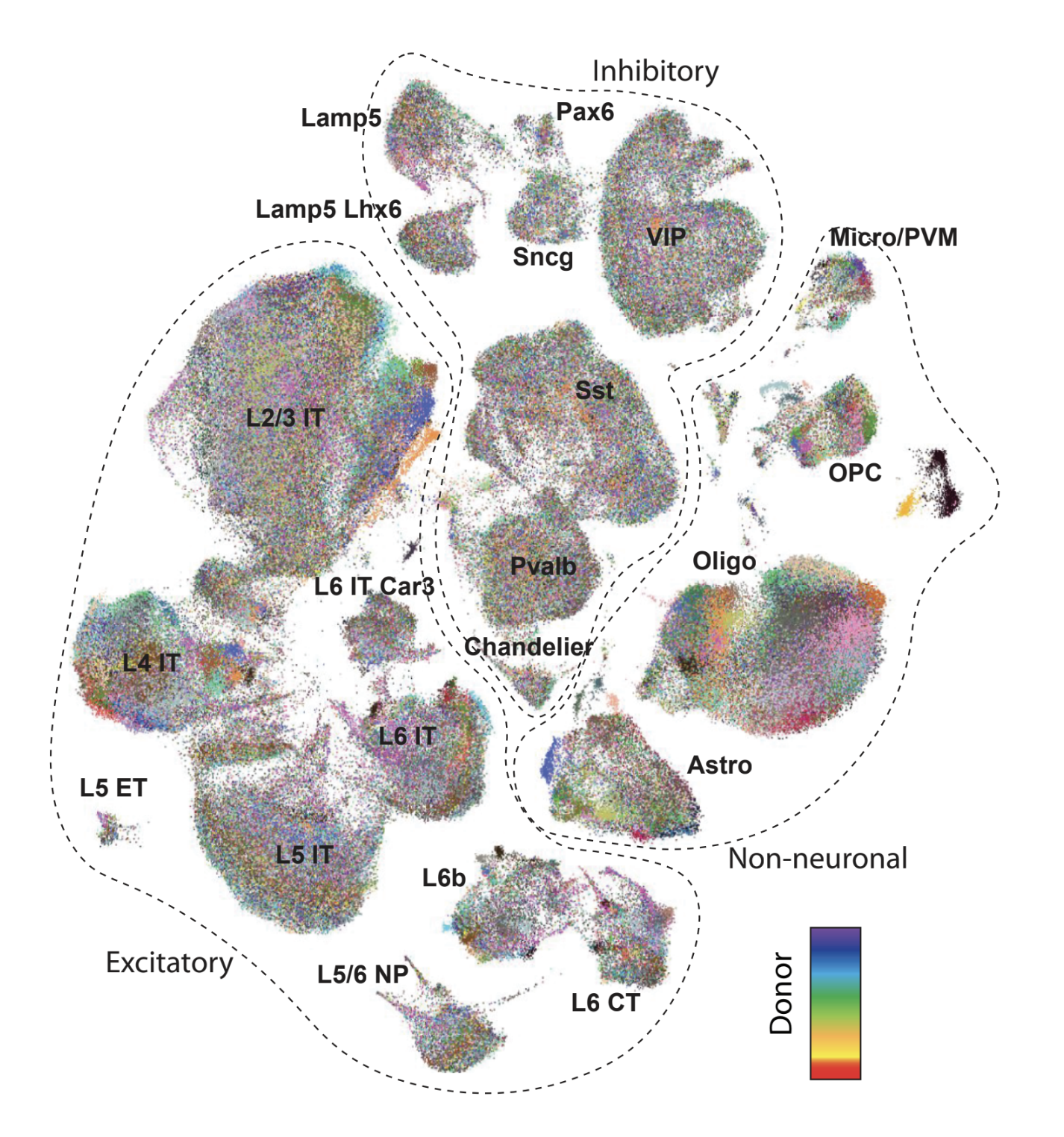 Clusters of multi-colored dots. labeled with cell types.