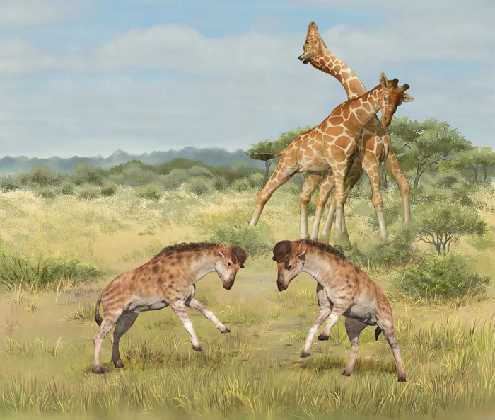 An illustration shows two short-necked giraffe-like mammals with large bony “caps” fighting in the foreground. In the background, two modern giraffes are shown “necking,” using their long necks to battle each other for a mate.