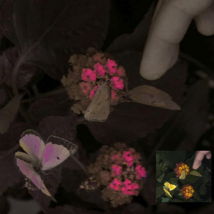 A mostly black-and-white photo of butterflies feeding from flowers. The butterfly wings are tinged with purple, and the tops of the flower are bright pink.