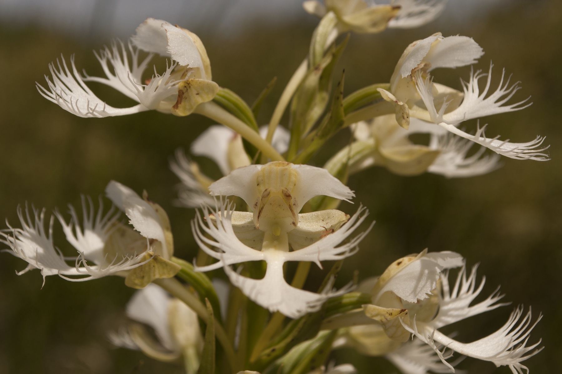 An orchid plant with multiple flowers. It's white and the petals of the flowers branch out into thin vein-like shapes.