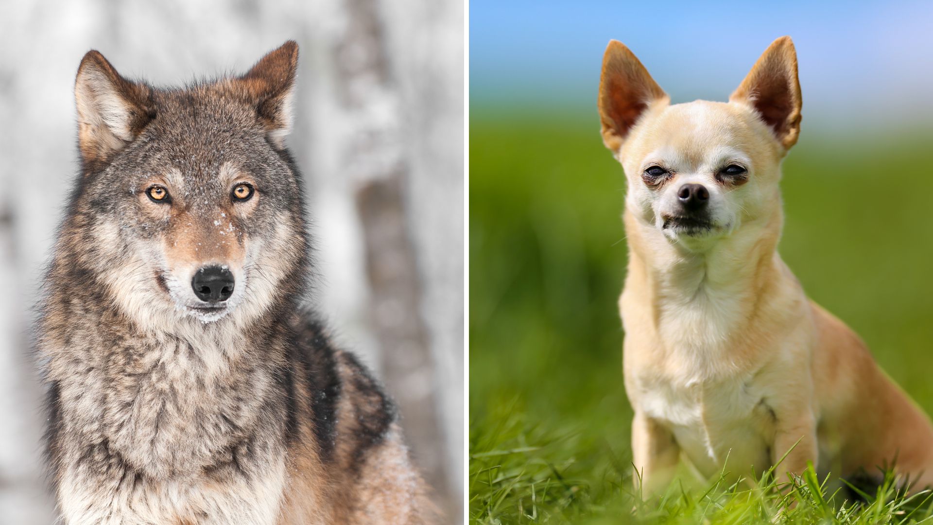 On the left is a picture of a golden-eyed gray wolf in the snow. On the right is a small but fierce tan chihuahua.