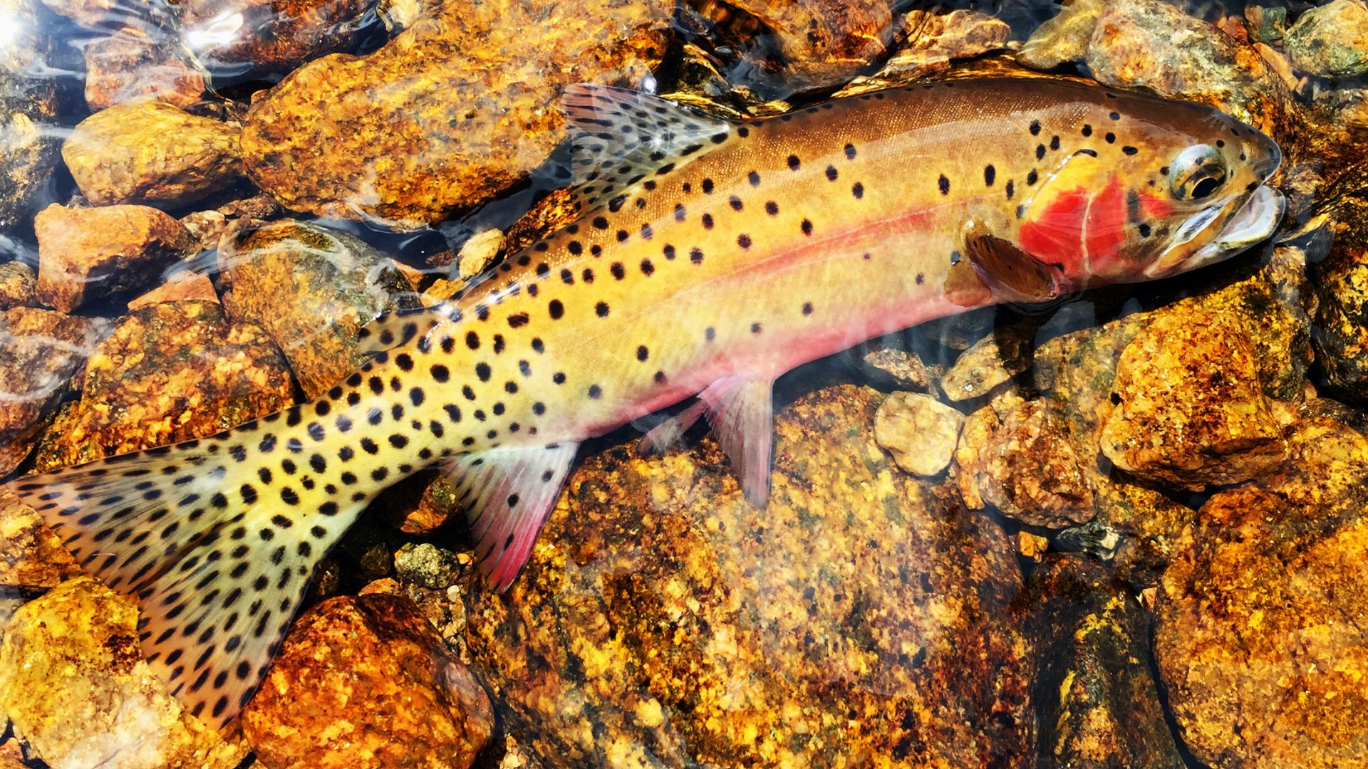 A long golden-brown fish with deep brown spots and red along the belly and gills swims in the clear water of a rock-bottomed river.