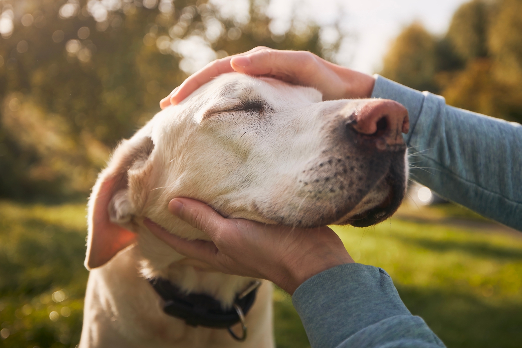 Close-up of a yellow lab's head being held between someone's two hands. The dog's eyes are closed and ears flopped back.