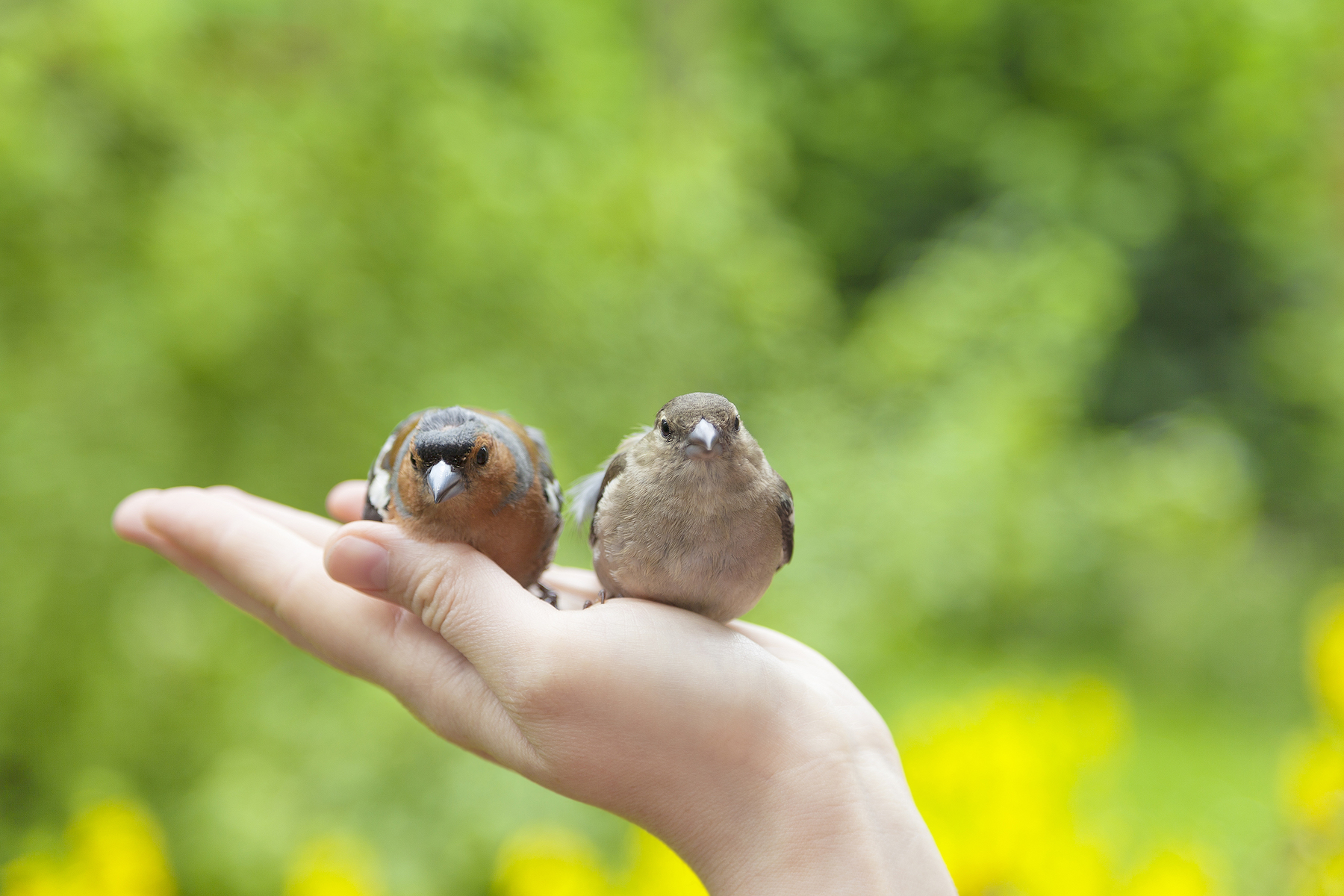 Two birds resting in a human hand.