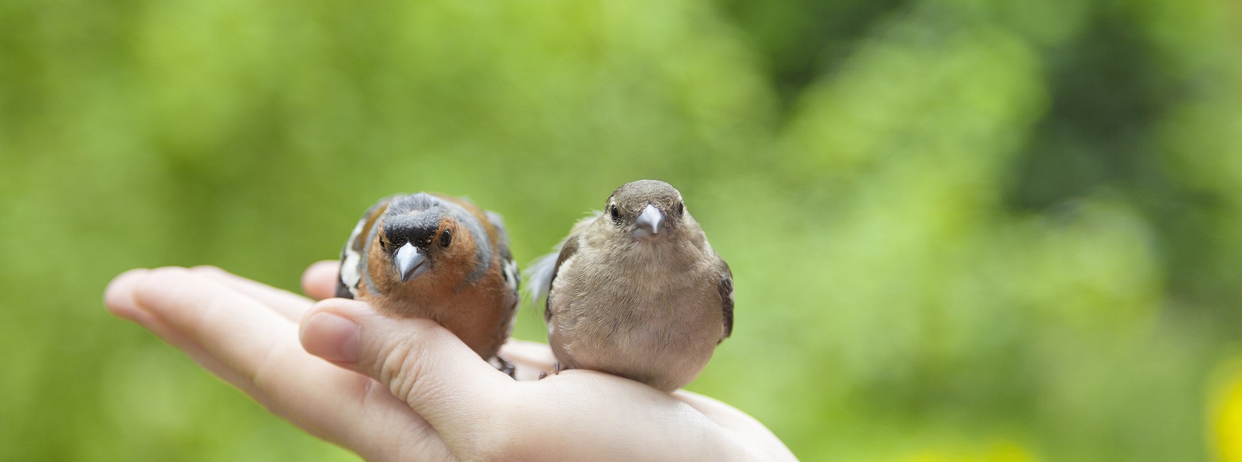 Two birds resting in a human hand.