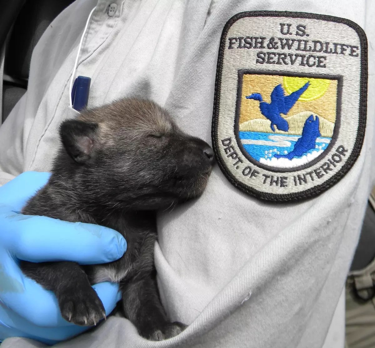 A baby wolf being held by a gloved hand, resting against a shirt that has an emblem that reads "US Fish and Wildlife Service Dept. Of the Interior"