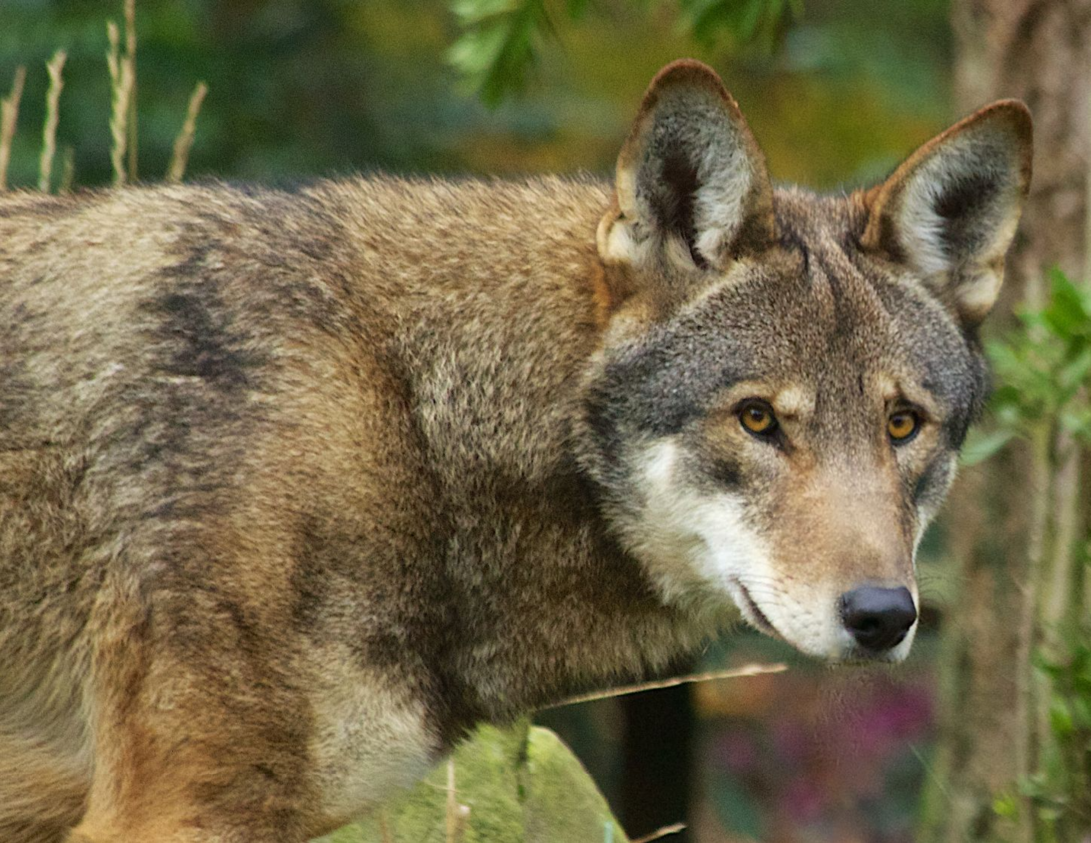 A wolf walking between plants