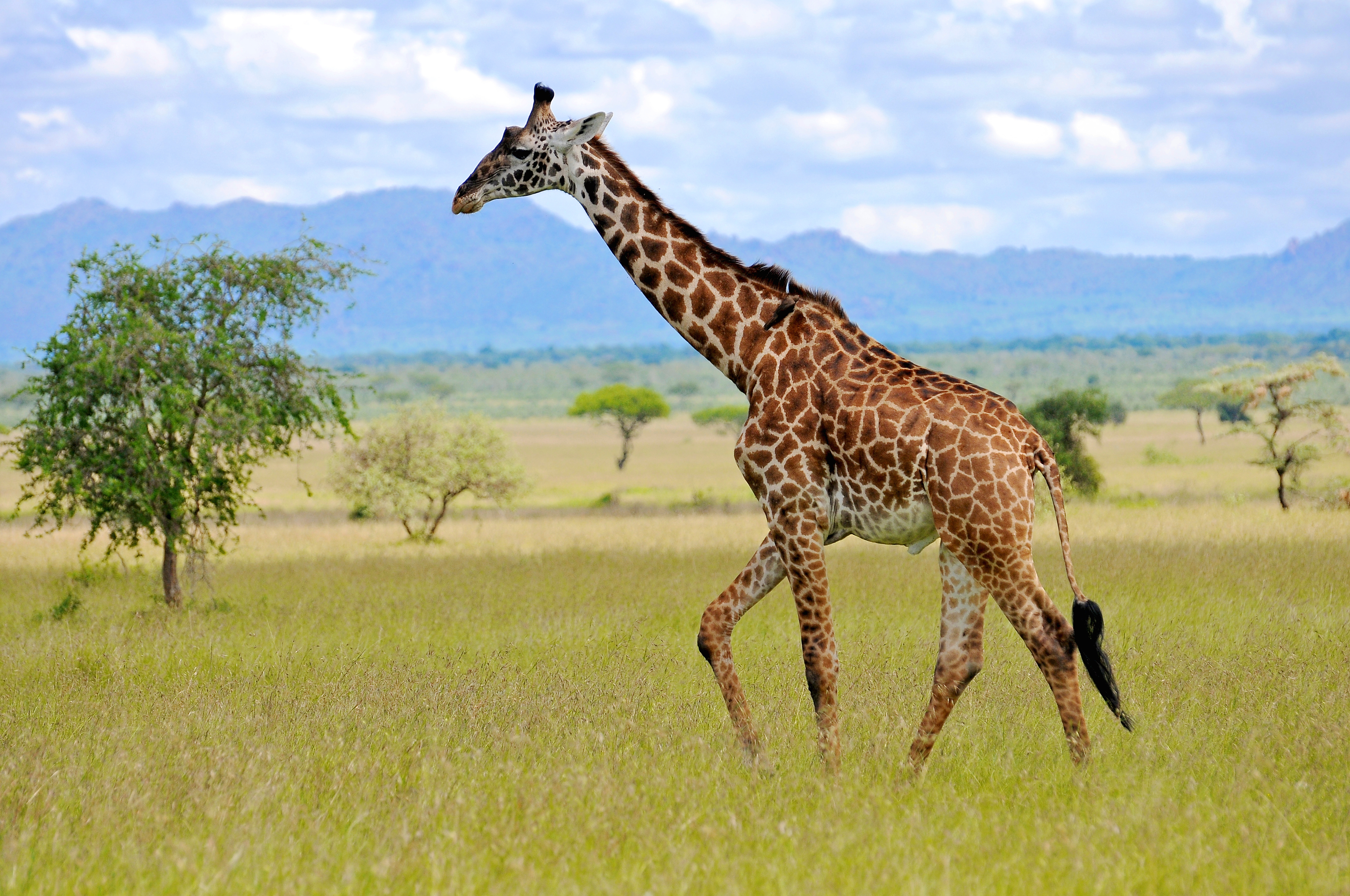 An adult giraffe, with a long neck and large brown spots covering its tan hide, walks the savannah.