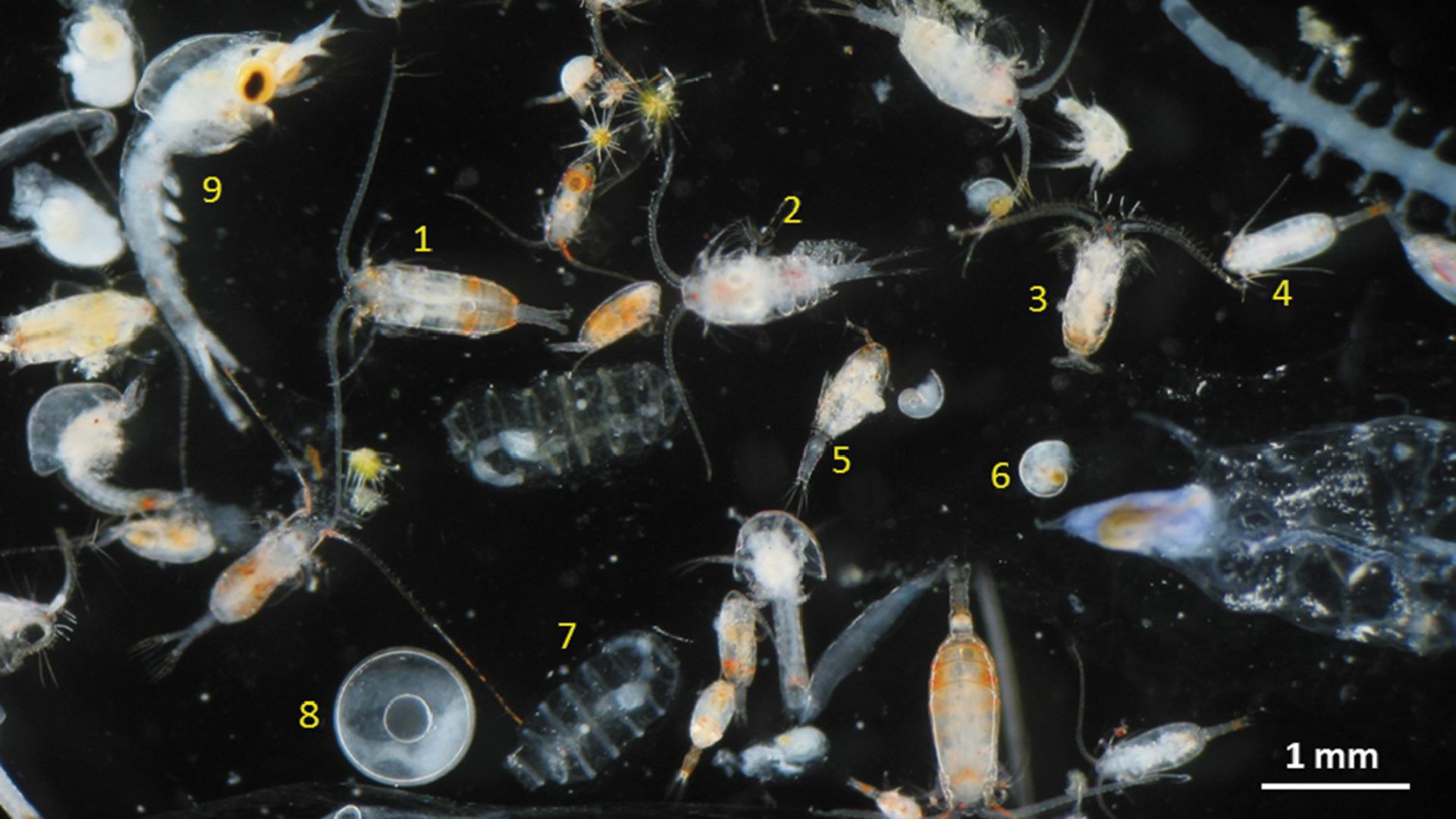 A photo taken with a microscope shows translucent crustaceans against a black background.