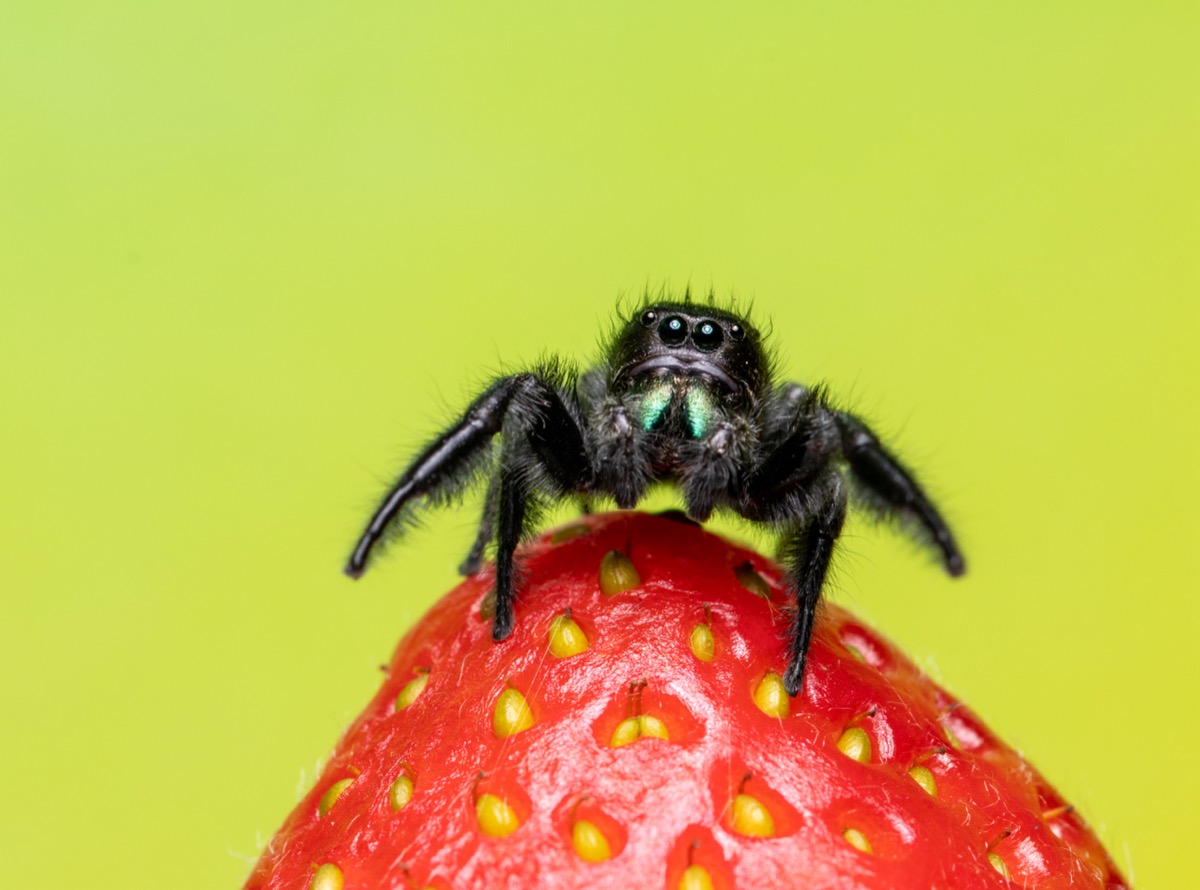 A picture of a tiny black jumping spider with thick hairy legson top of a strawberry.