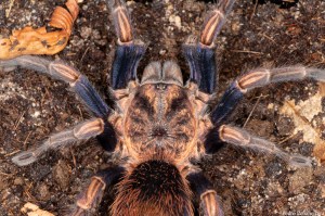 A top-down macrophoto of a tarantula on the ground, looking fuzzy and not menacing.