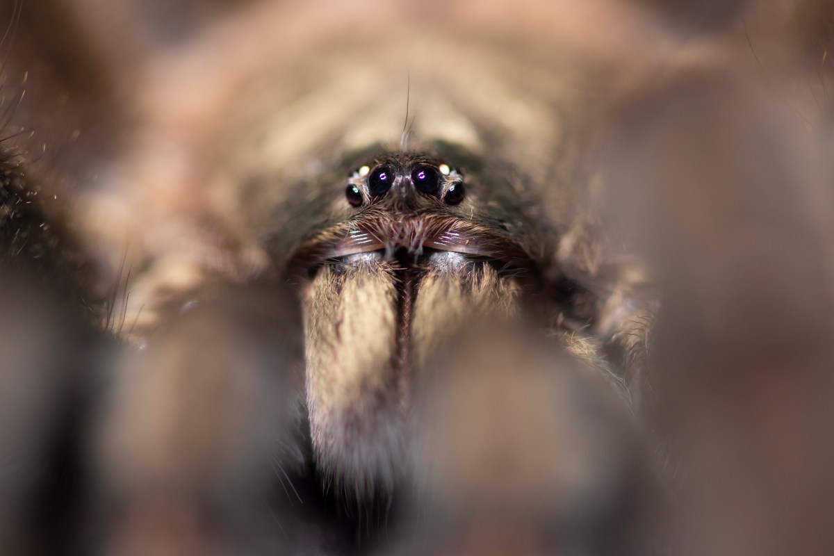 The face of a large spider, four of its eyes facing the camera.