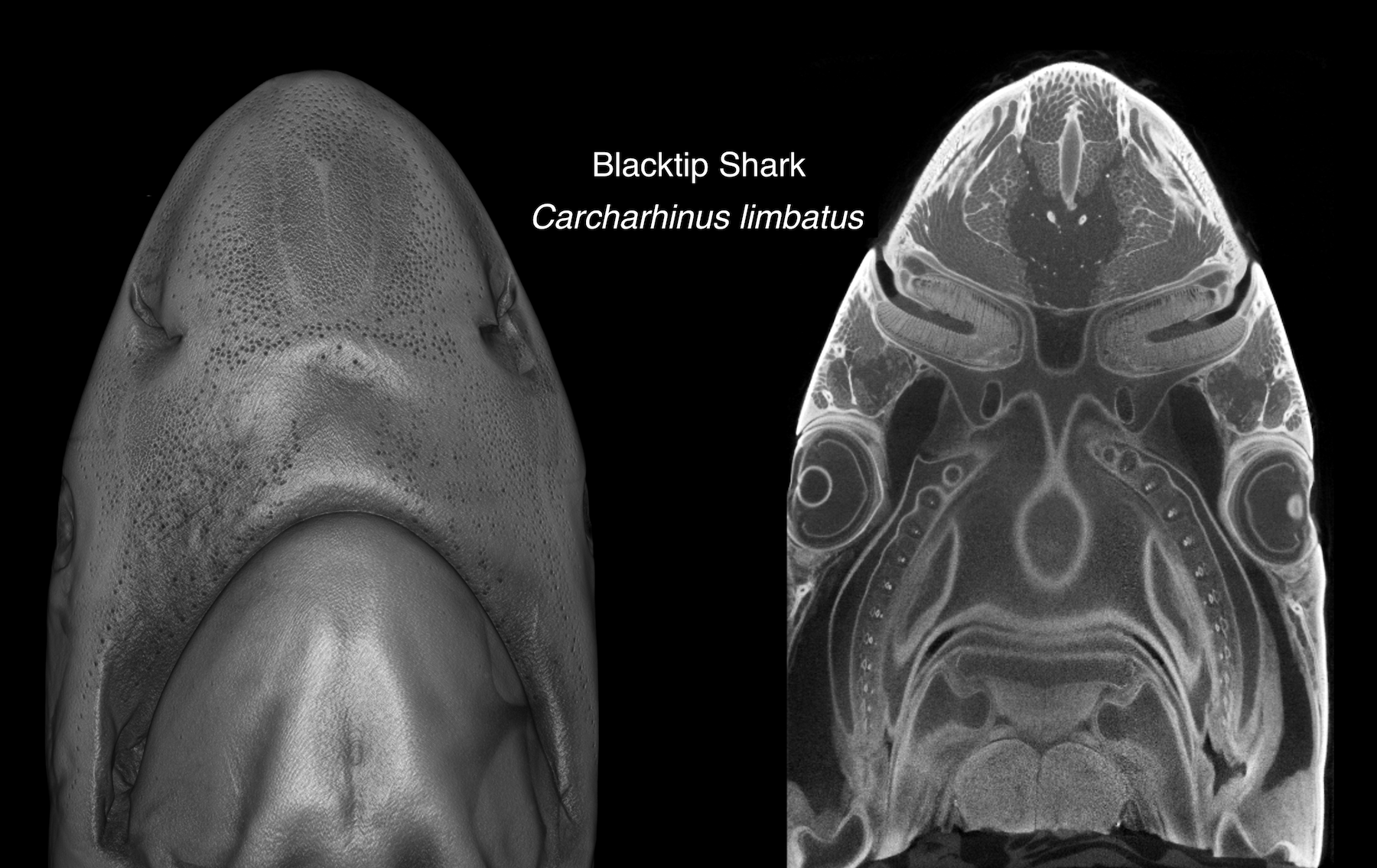 Left: the underside of a shark's face. Right: The x-ray version of the same shark's face, showing intricate tunnels and anatomy
