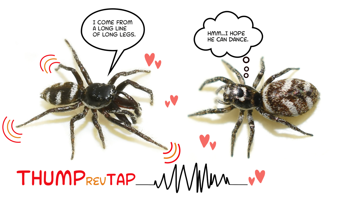 A picture of male and female zebra jumping spiders (Salticus scenicus) with heart and vibration illustrations and speech bubbles. The male’s speech bubble says “I come from a long line of long legs.” The female’s speech bubble says, “I hope he can dance.”