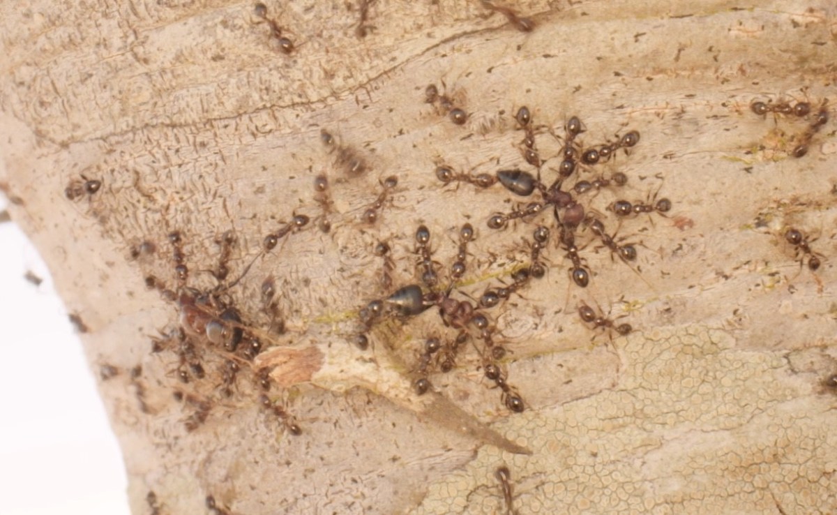 Three large ants are surrounded by swarms of smaller ants on the surface of a tree.