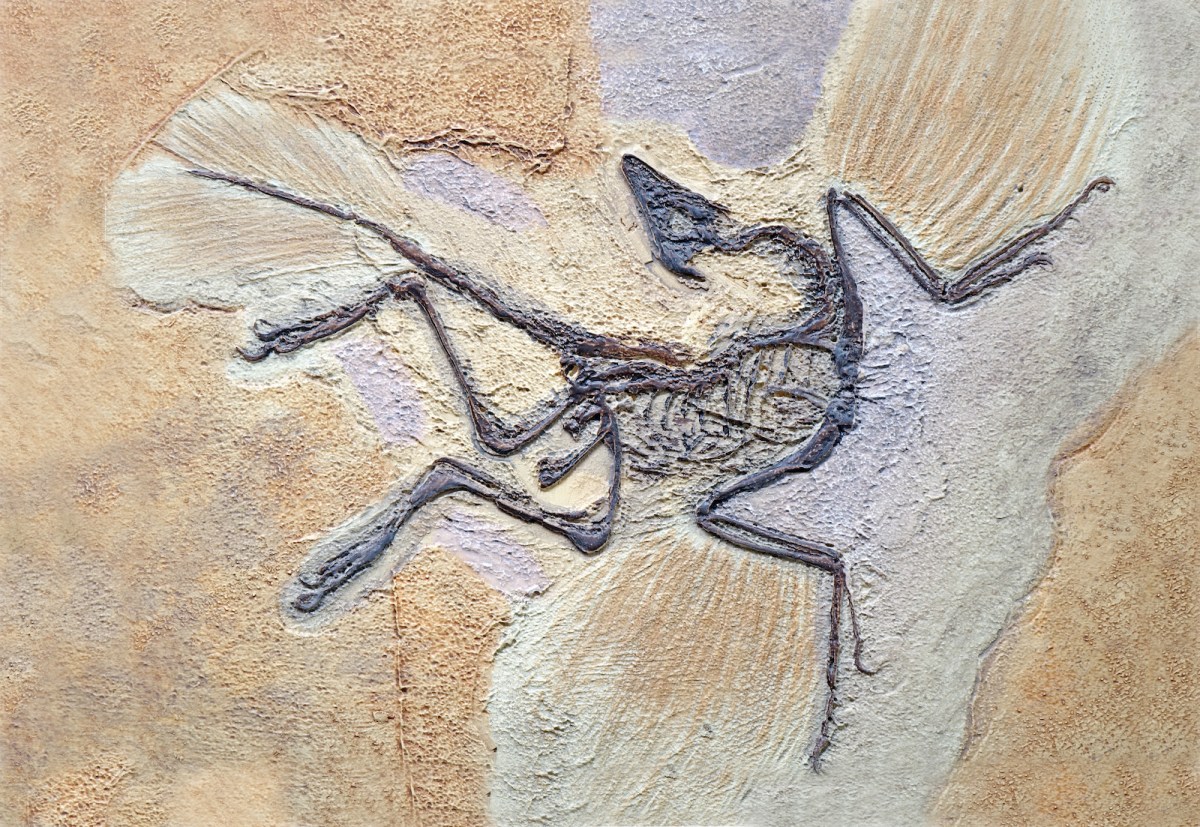A black dinosaur skeleton flattened into a beige rock, with feather-looking imprints radiating from its limbs
