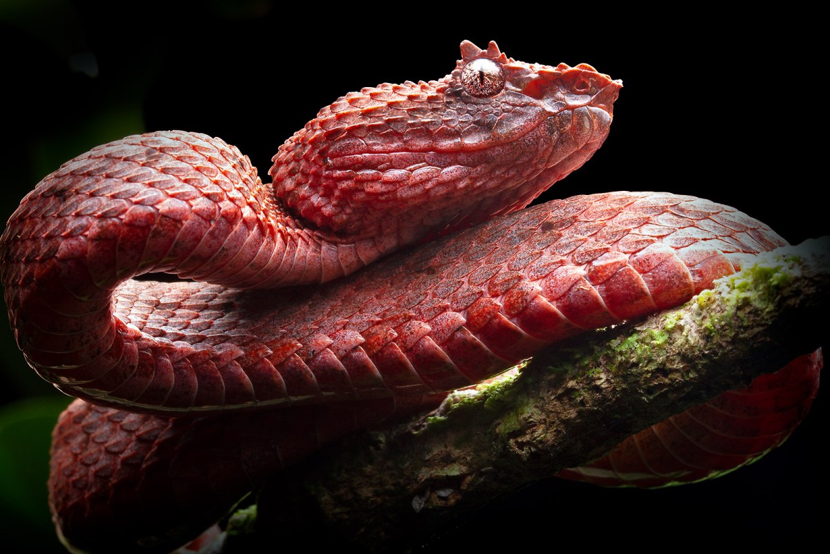 A red snake with scales peeking above its eyes, like eyelashes.