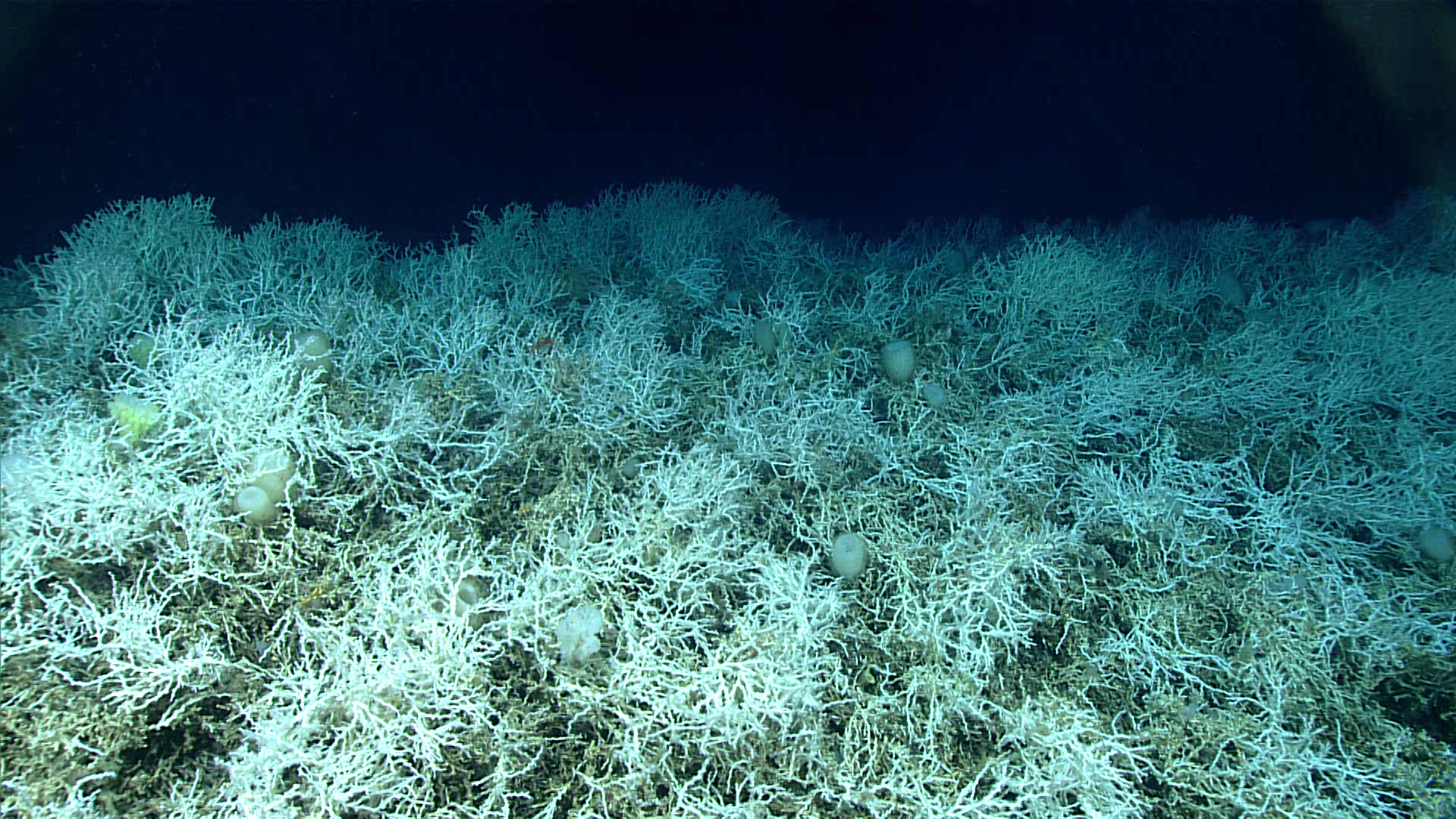 A large patch of white coral, looking like a pile of tumbleweeds, sit at the bottom of a dark ocean.