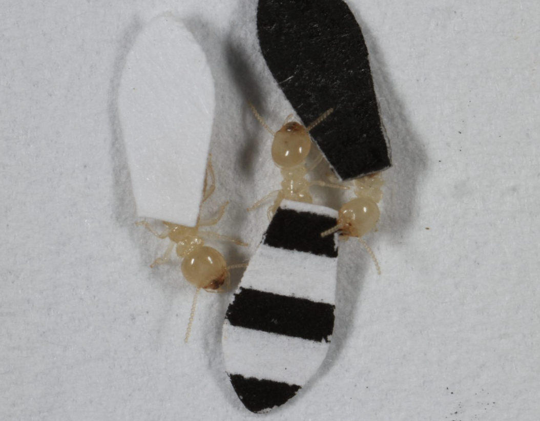 three termites with cape-shaped paper on their backs. One cape is white, one is black, and one is black and white striped.