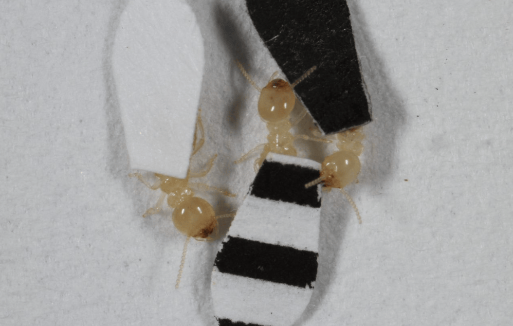 three termites with cape-shaped paper on their backs. One cape is white, one is black, and one is black and white striped.