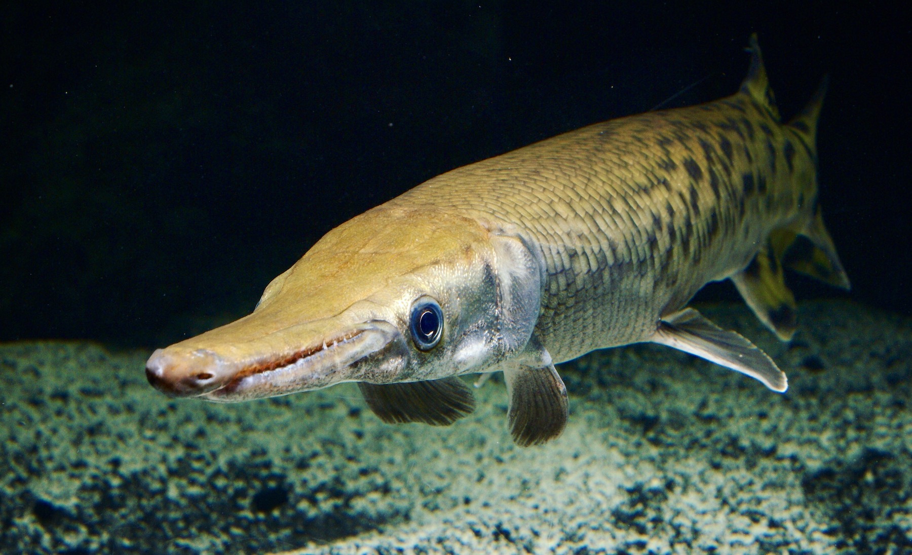 A long-nosed fish with teeth swimming. It almost looks as if it's smiling.