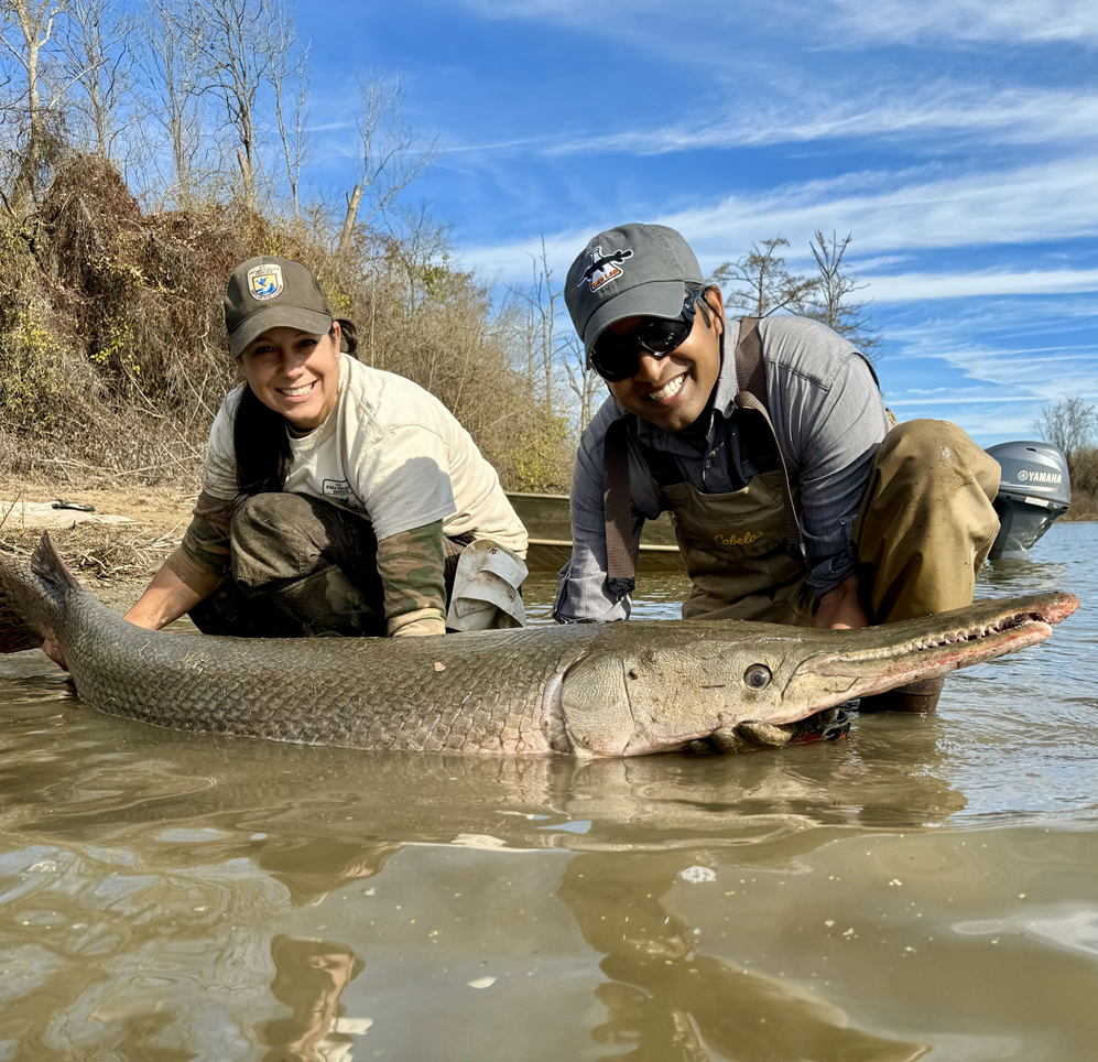 A man and a woman wearing baseball caps squat in a body of water, holding a large fish with a long nose and teeth.