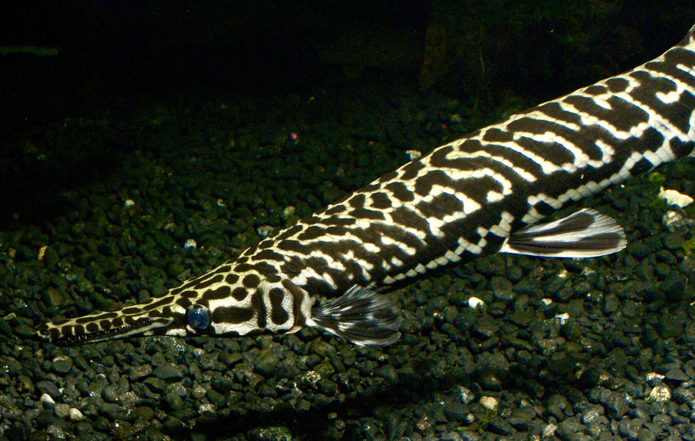 A long fish with a long nose covered in a brown and yellow pattern swims close to an underwater surface.