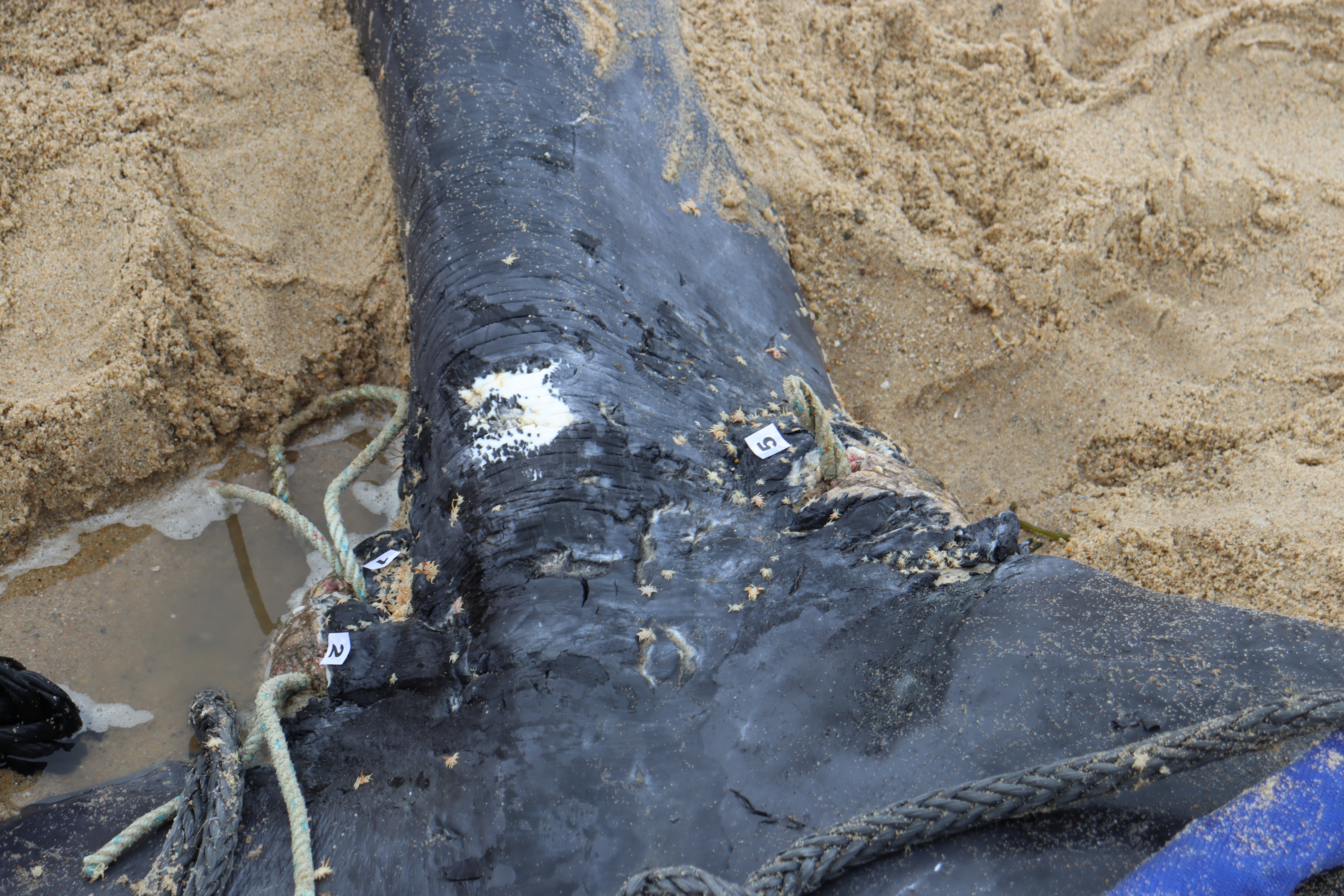 A close-up of a black whale's tail as it lies on the beach, with a thin pale rope that has been cut but remains embedded in the flesh.