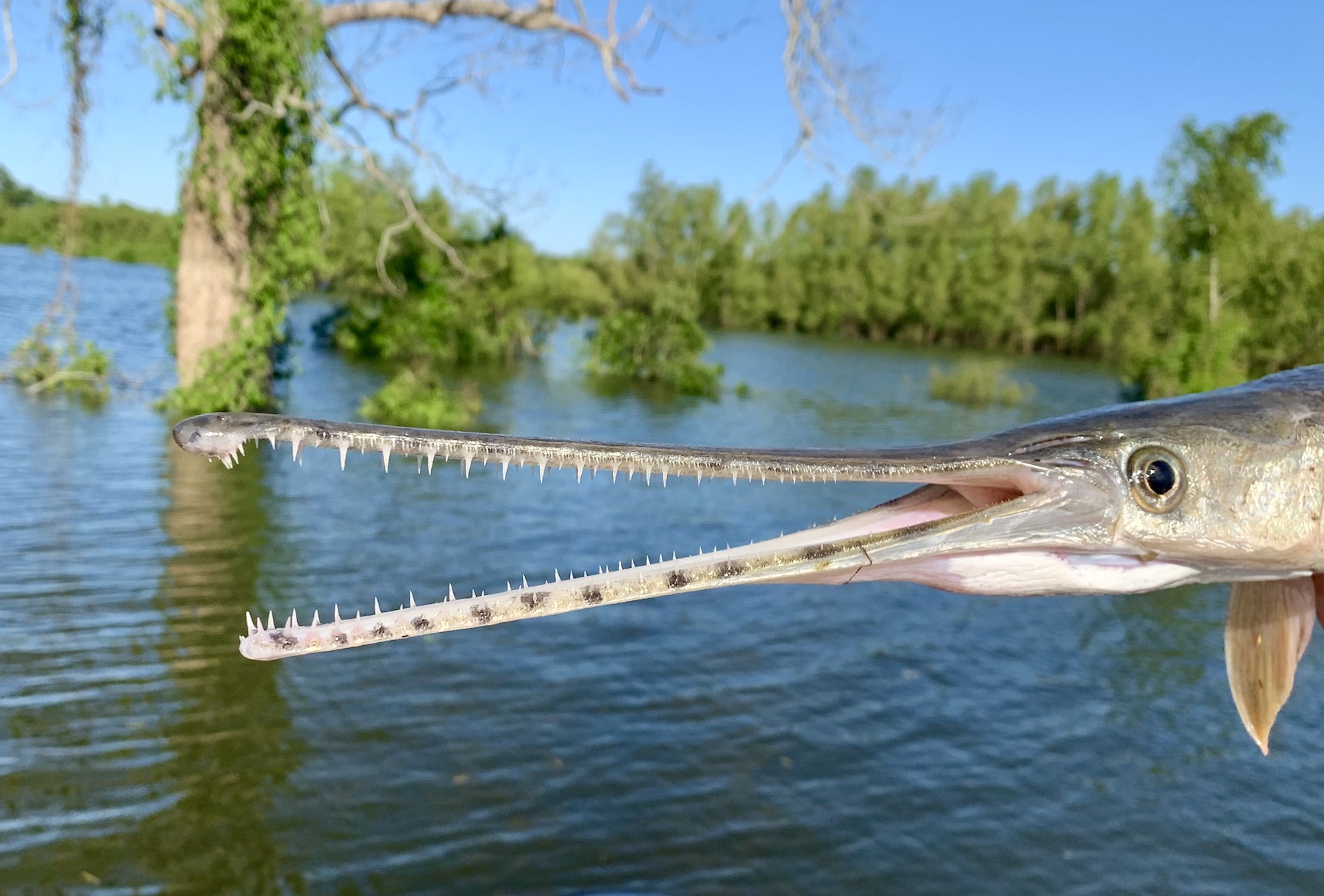 A fish with a long snout and teeth is suspended above a lake. Its mouth is open and it almost looks like it's smiling.