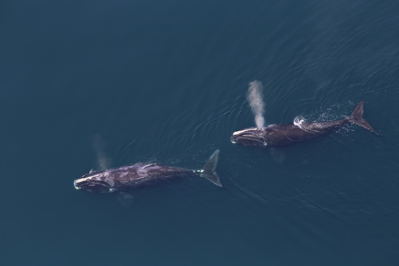 Aerial view of two large black whales swimming one behind the other, along a smooth teal ocean surface, with plumes of breath visible.