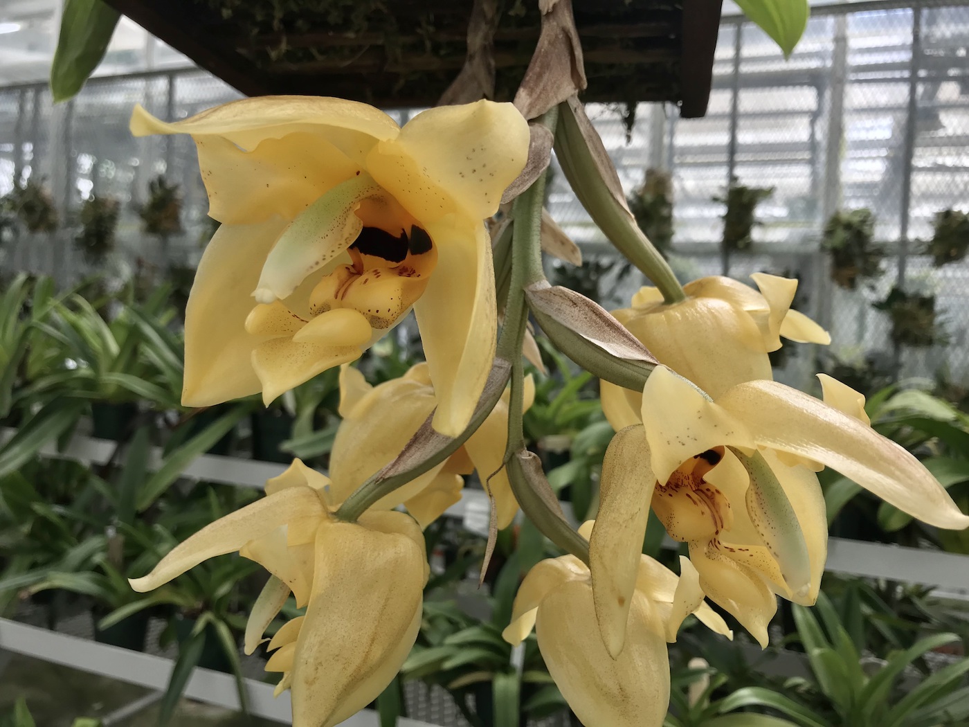 Bright yellow flowers growing upside down.