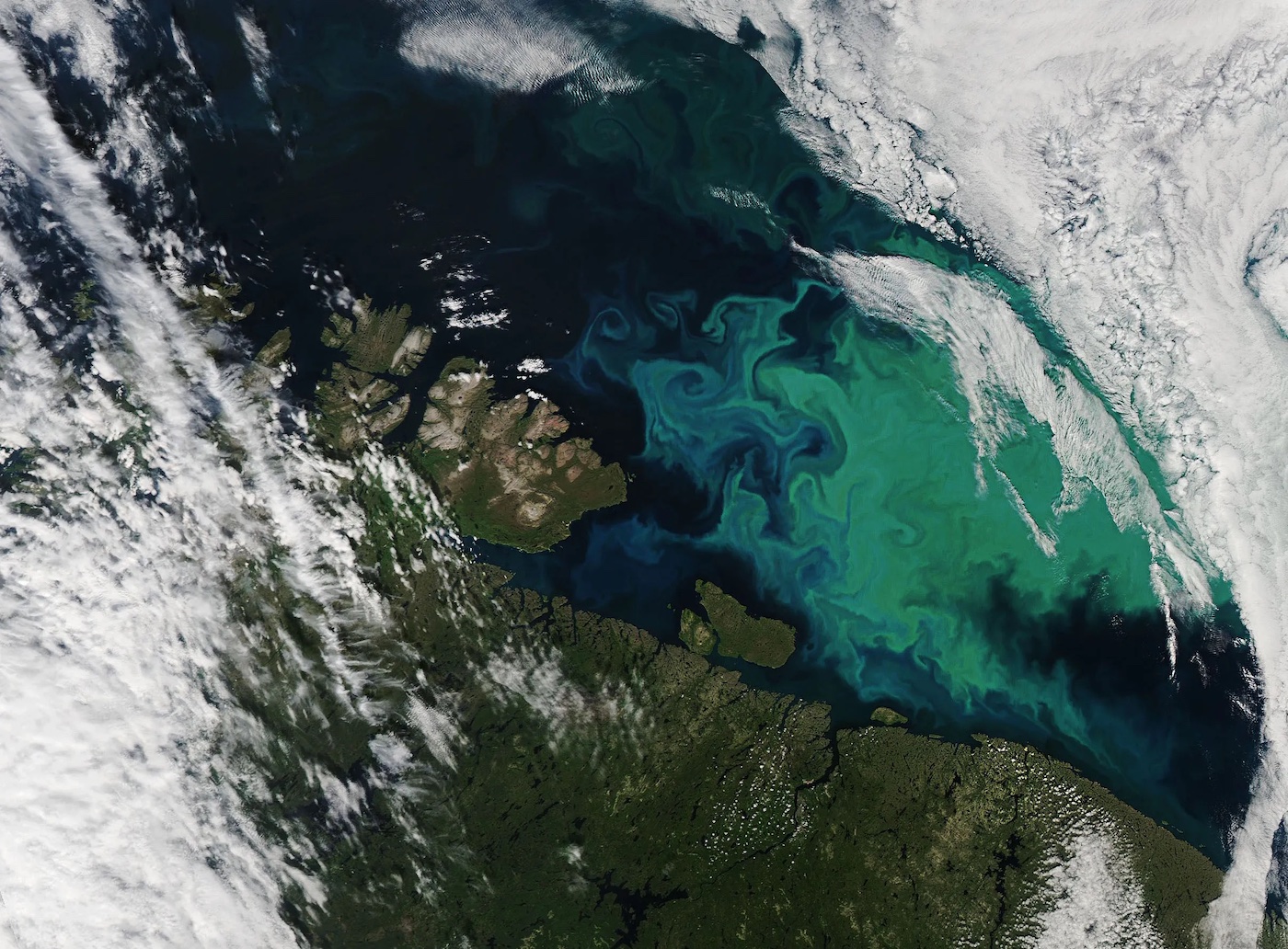 An aerial view of the ocean, with pools of bright green spreading over its surface.