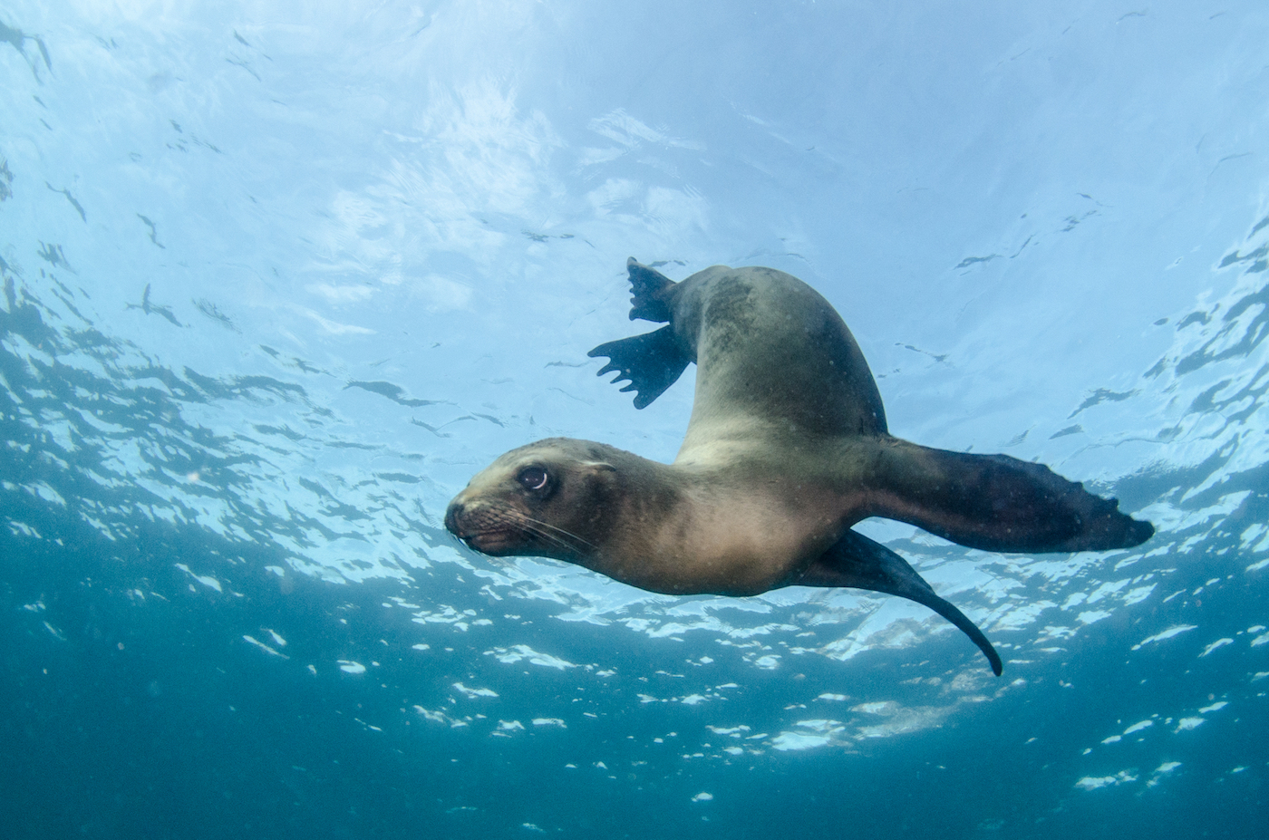 A sea lion swimming in open water, its back curved as it turns to swim in an opposite direction.