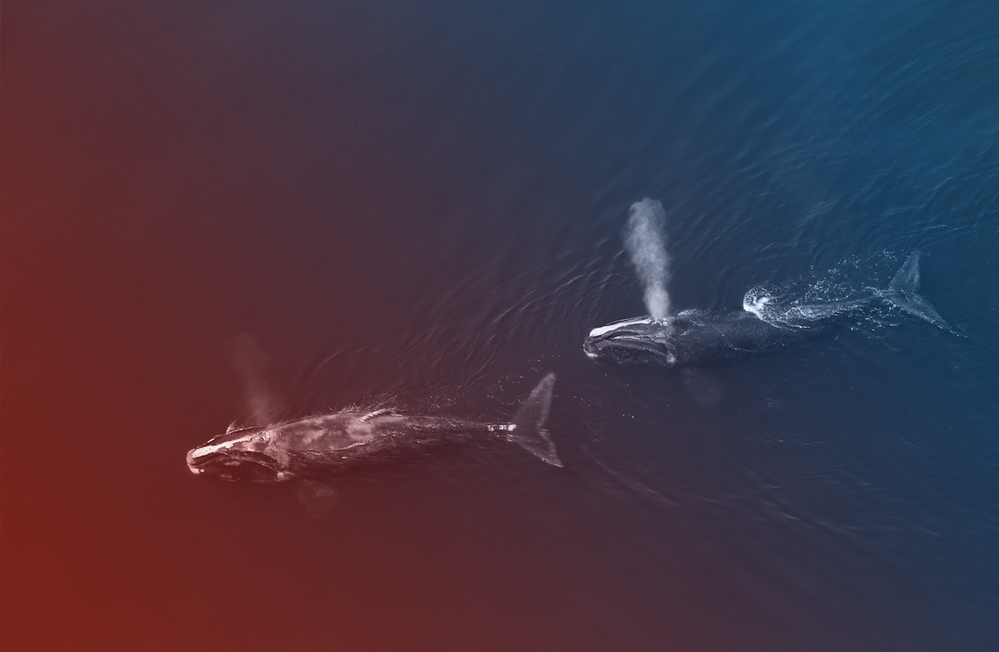 The Complicated Truths About Offshore Wind And Right Whales - Vimarsana News