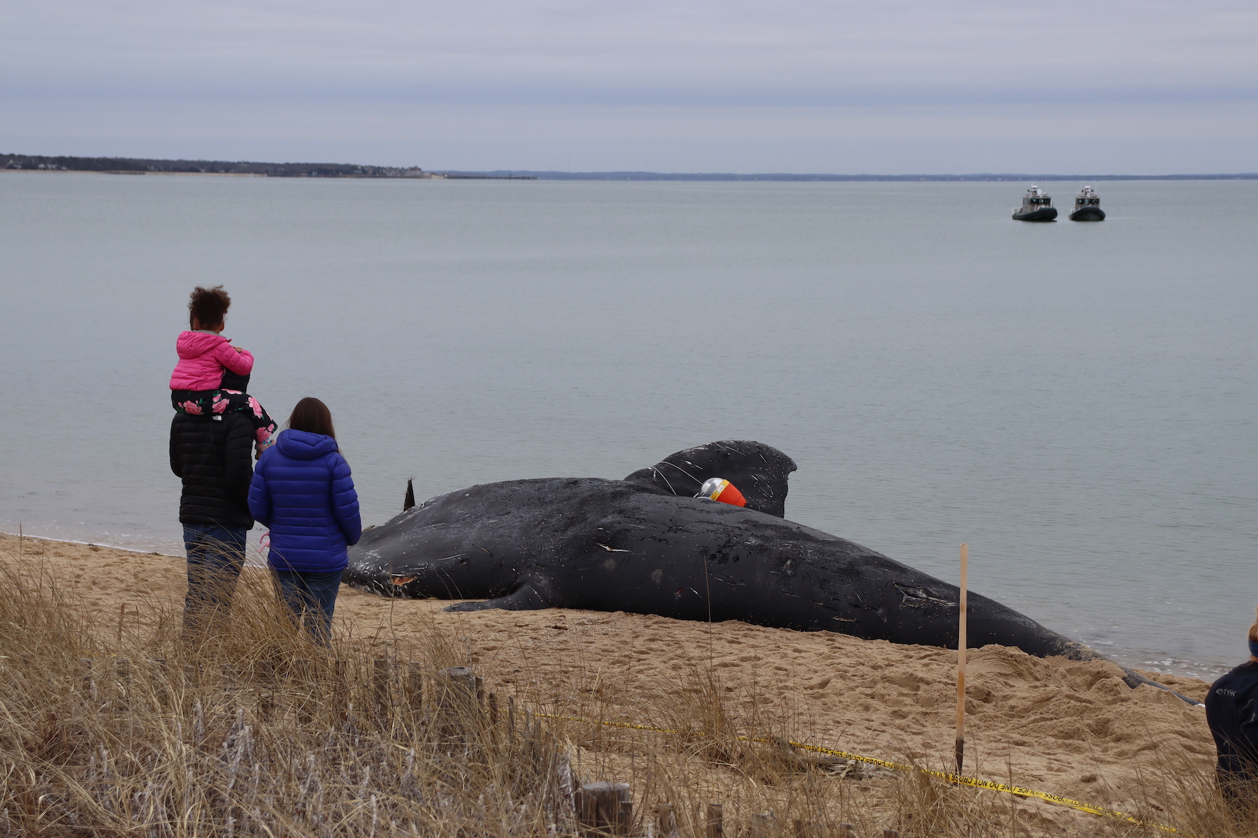 A family looking at a whale carcass on a peaceful New England shore. Two boats float nearby.