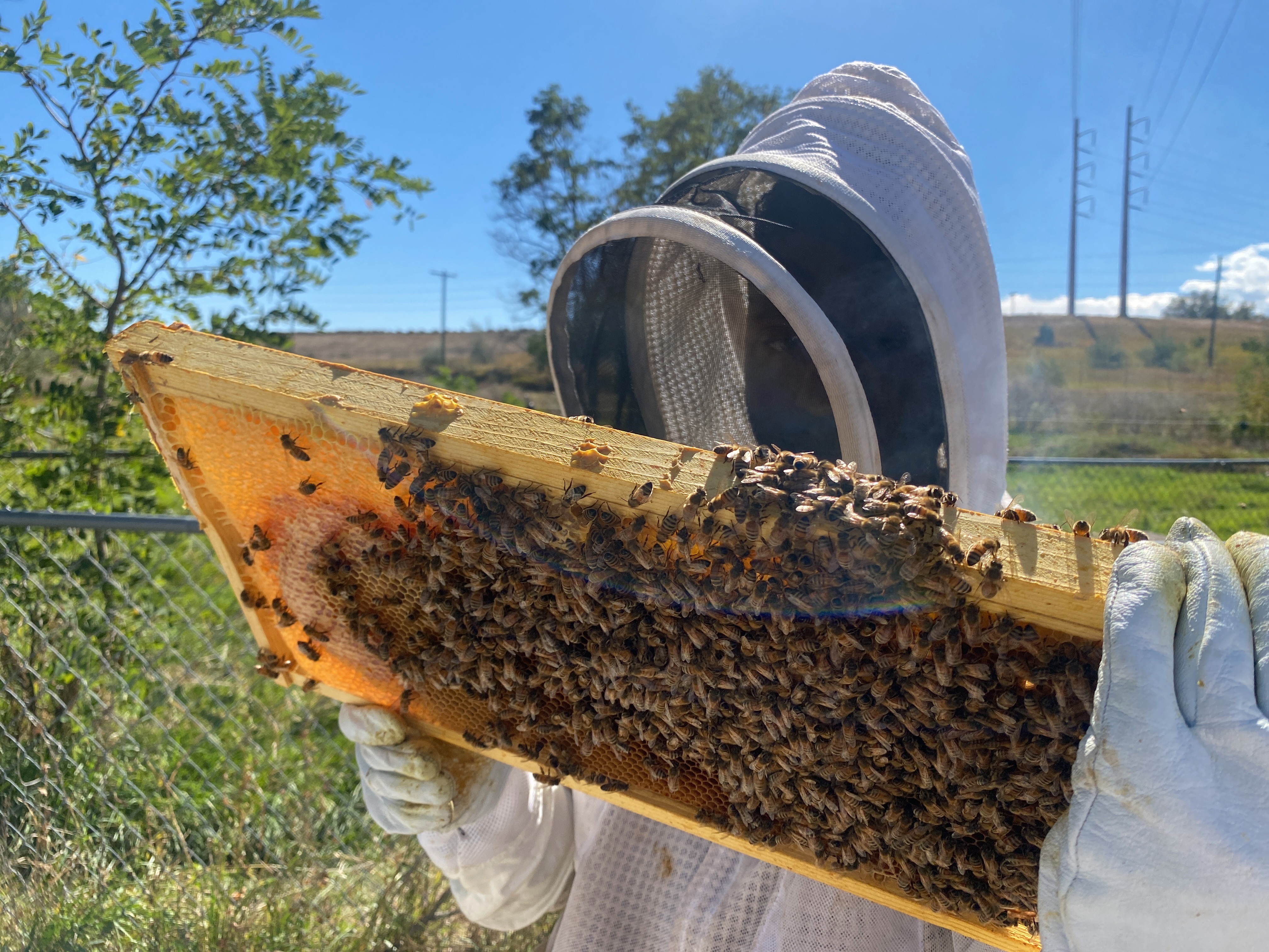 A person wearing a bee suit holding a honeycomb covered in bees, looking at its surface.