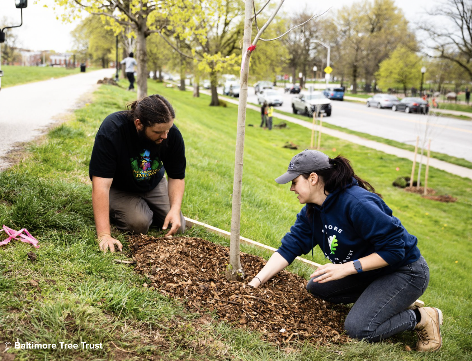 How Trees Keep D.C. And Baltimore Cool - Vimarsana News