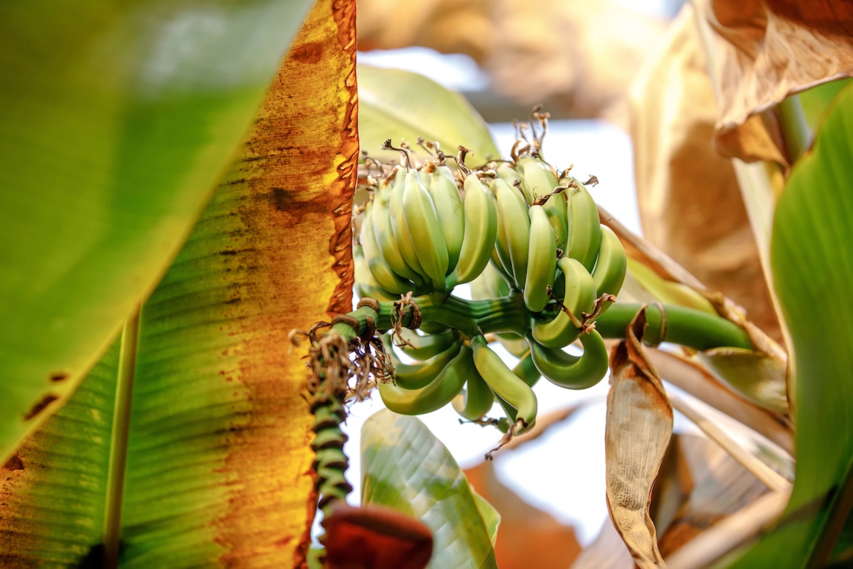 A bunch of green bananas growing on a tree